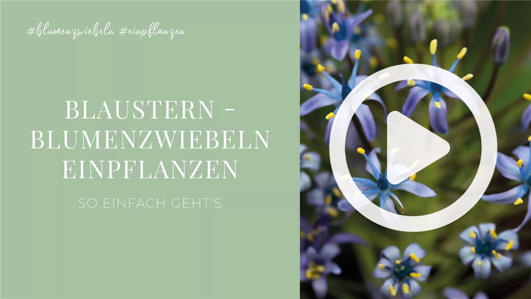 Blaustern - Blumenzwiebeln einpflanzen