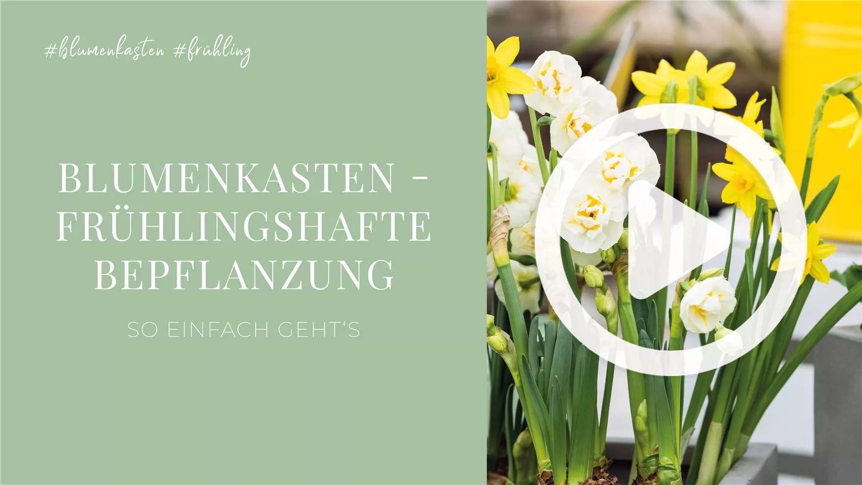 Blumenkasten - Frühlingshafte Bepflanzung