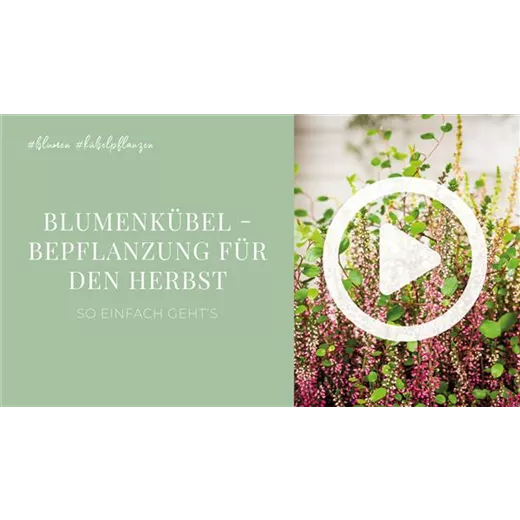 Blumenkübel - Bepflanzung für den Herbst Blumenkübel - Bepflanzung für den Herbst