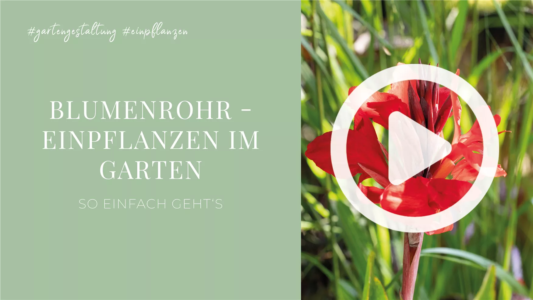 Blumenrohr - Einpflanzen im Garten