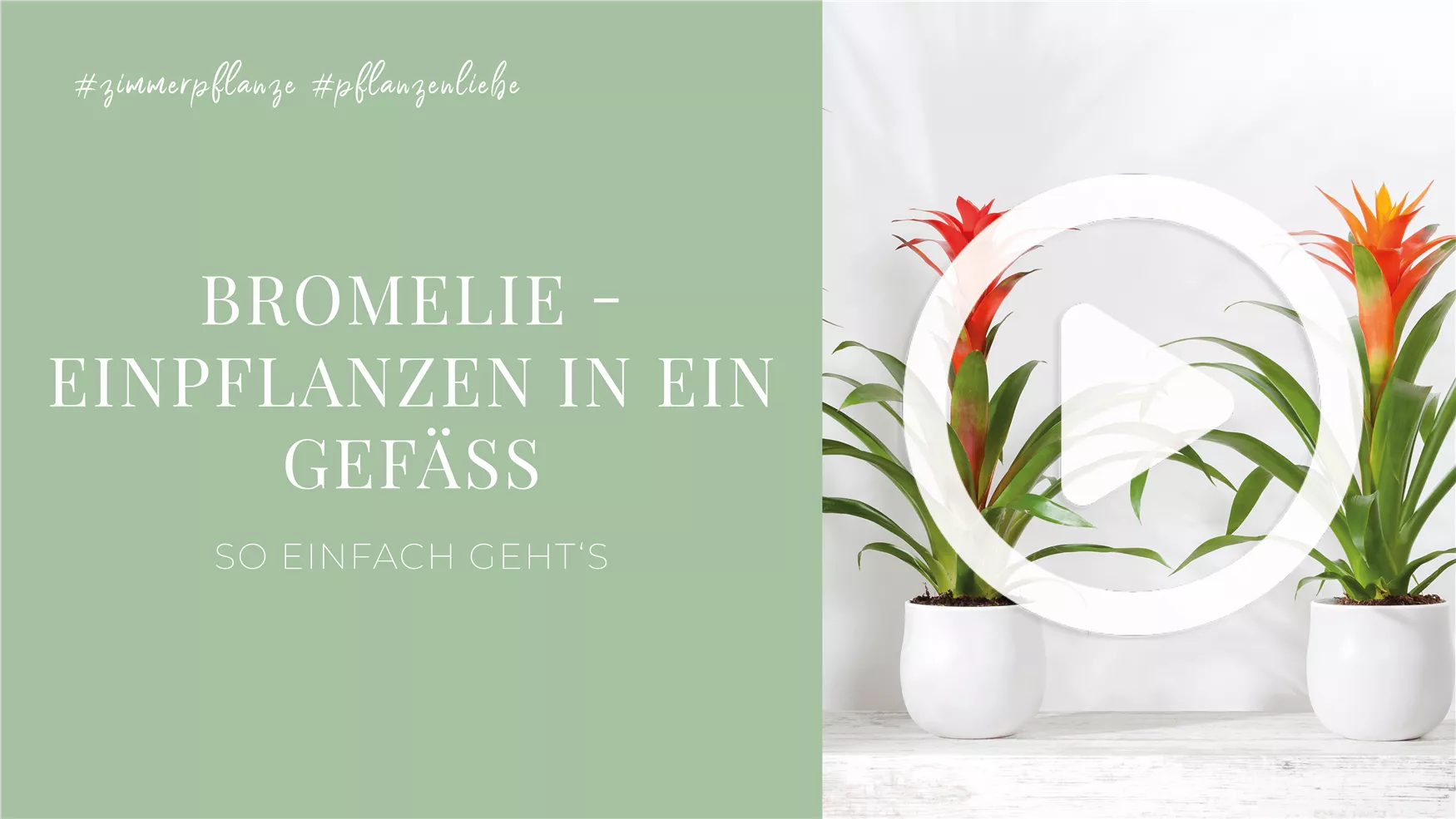 Bromelie - Einpflanzen in ein Gefäß