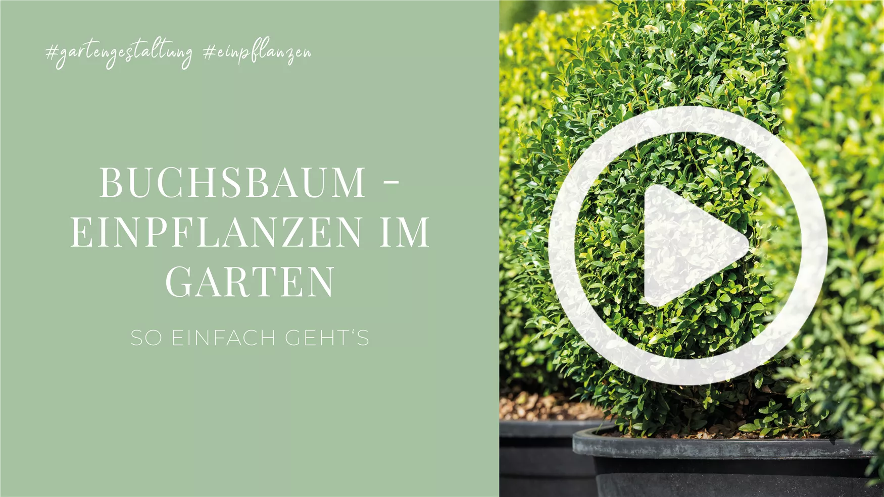 Buchsbaum - Einpflanzen im Garten