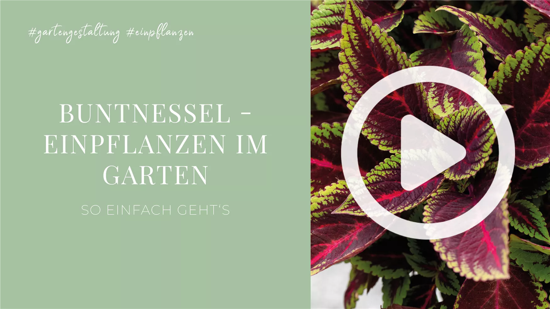 Buntnessel - Einpflanzen im Garten