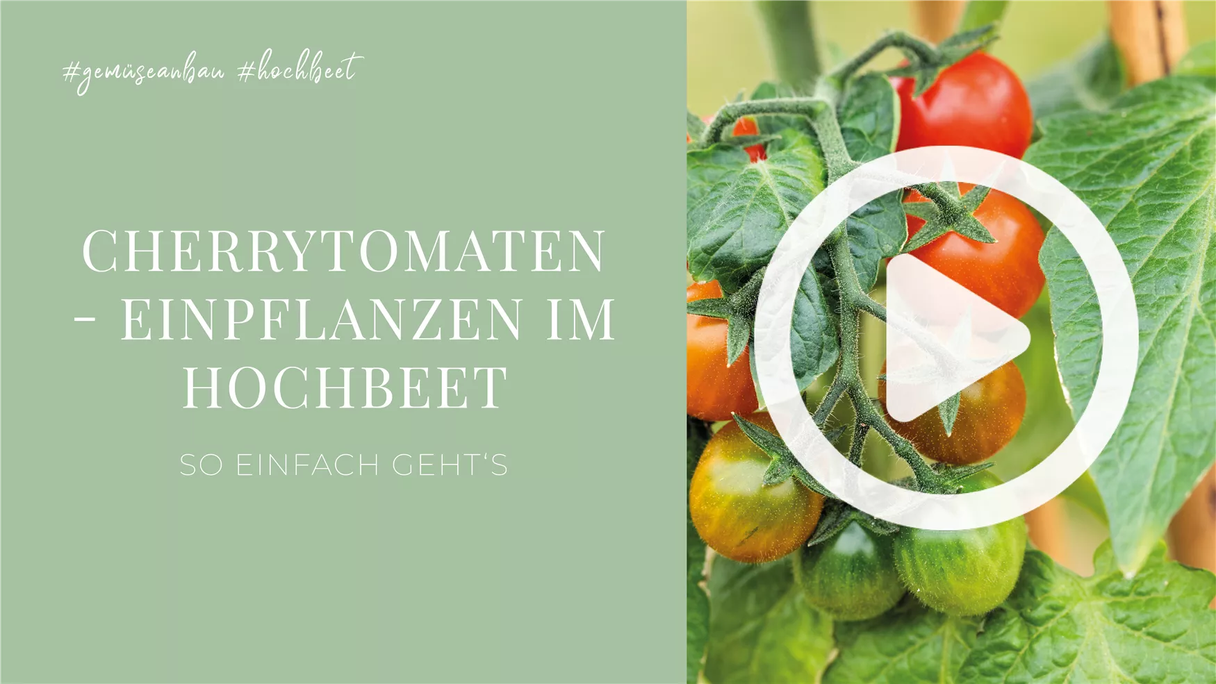 Cherrytomaten - Einpflanzen im Hochbeet