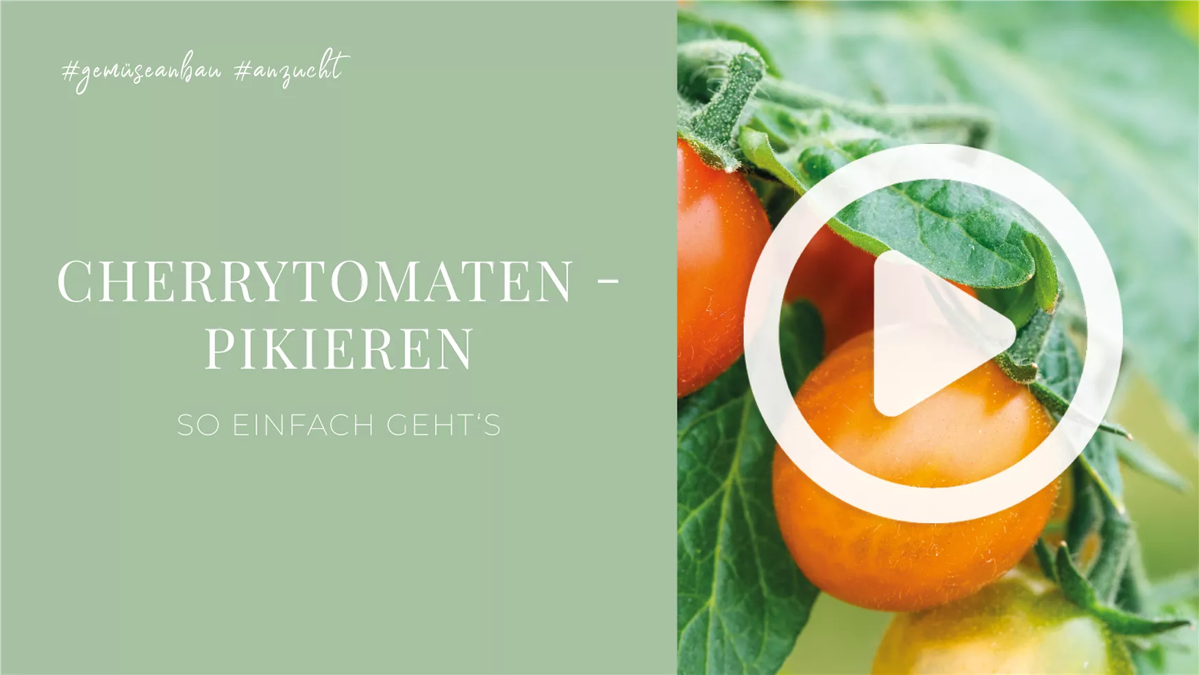 Cherrytomaten - Pikieren