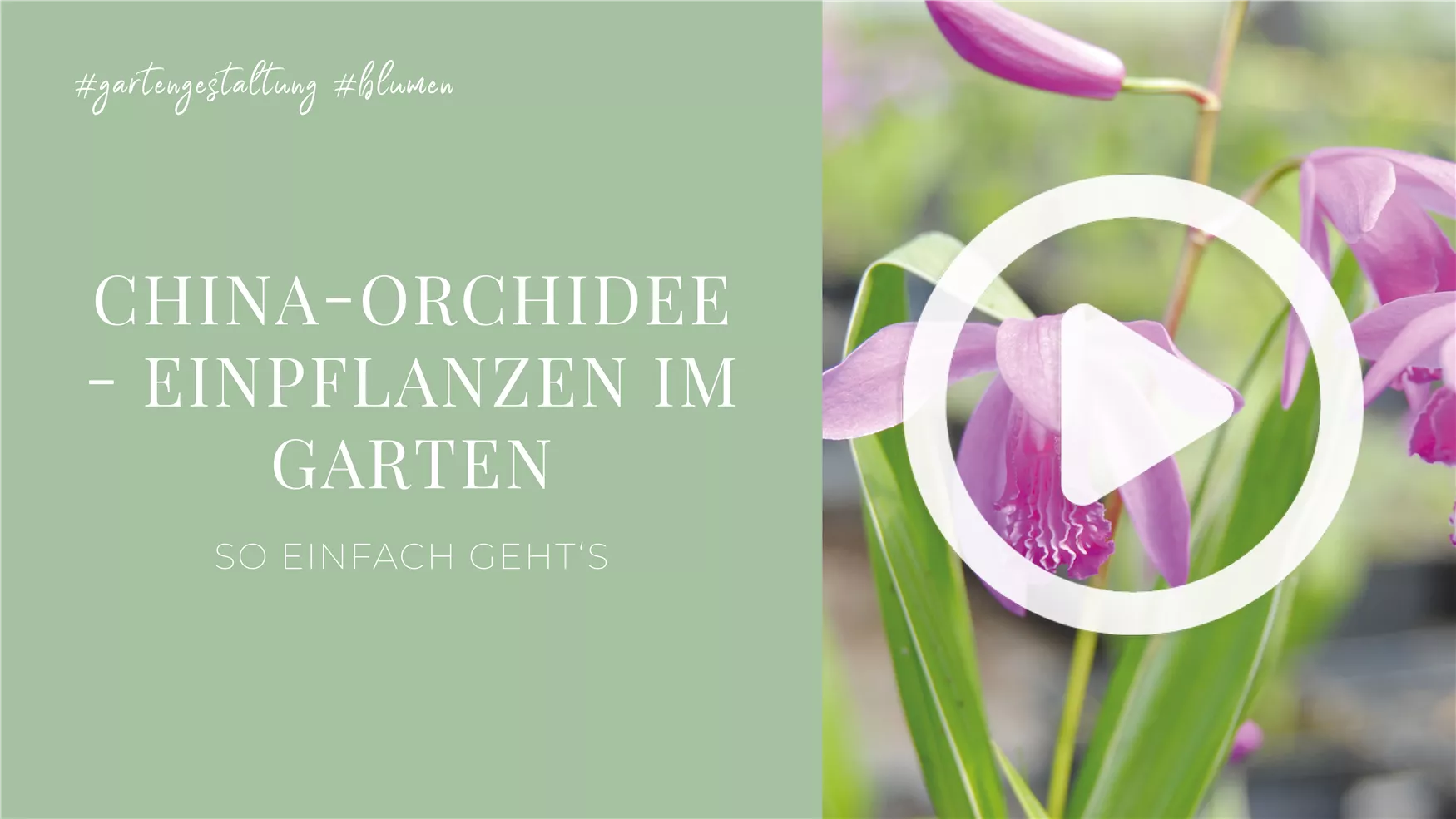 China-Orchidee - Einpflanzen im Garten