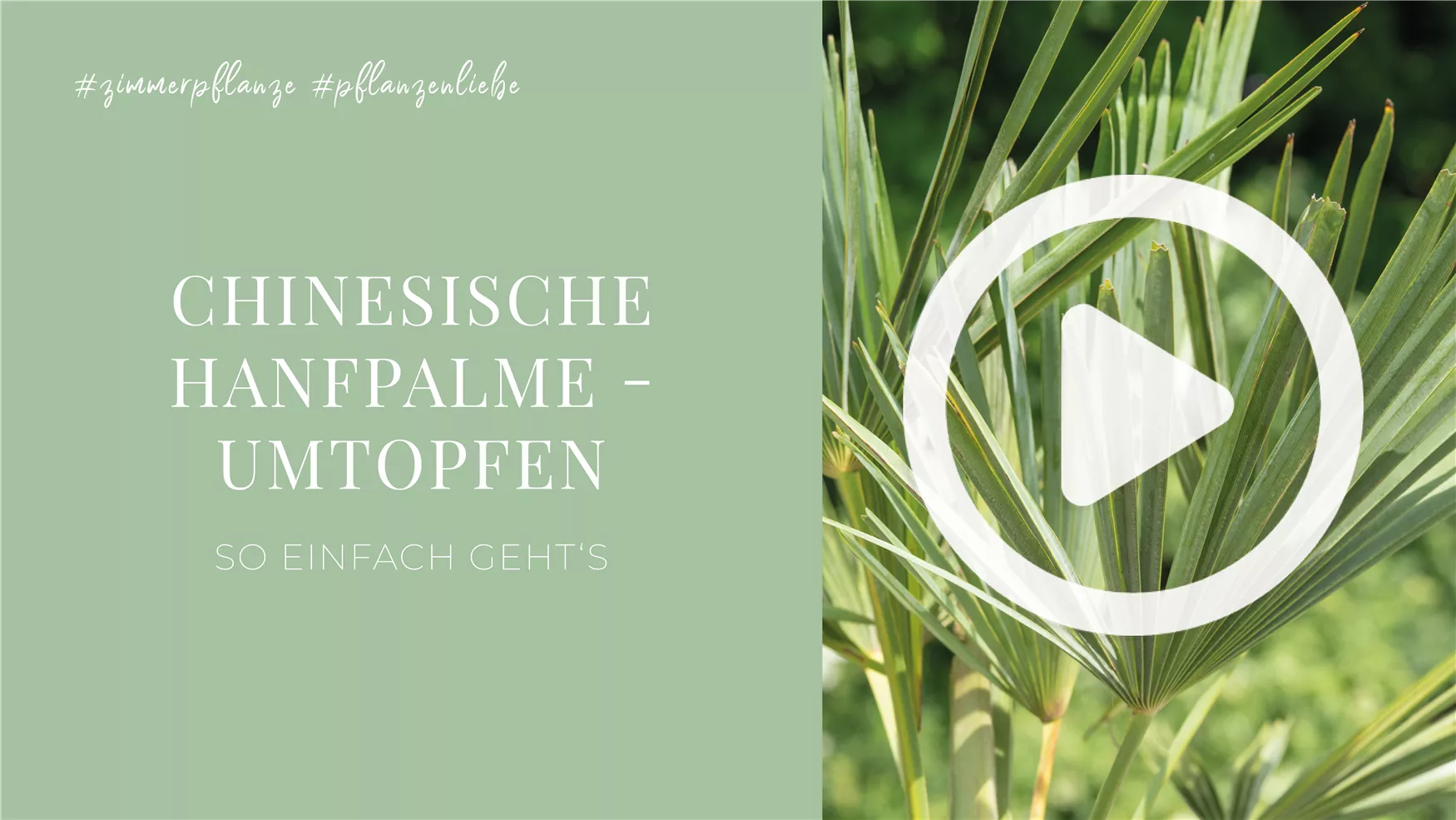 Chinesische Hanfpalme - Umtopfen