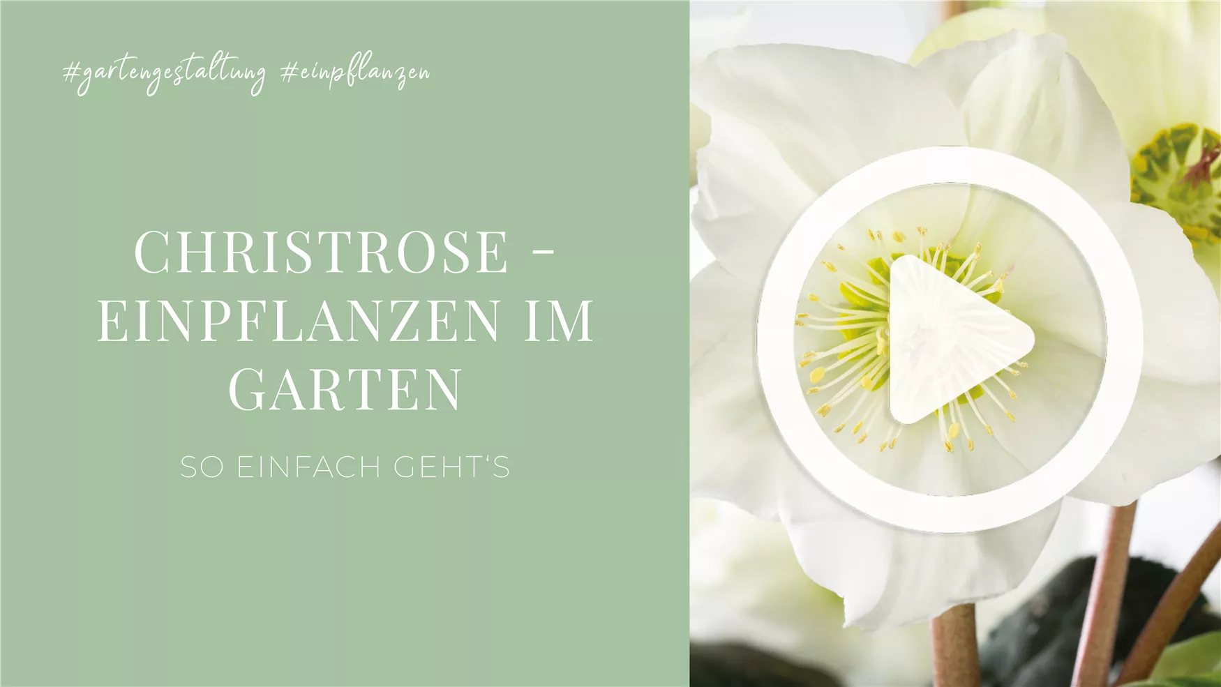 Christrose - Einpflanzen im Garten