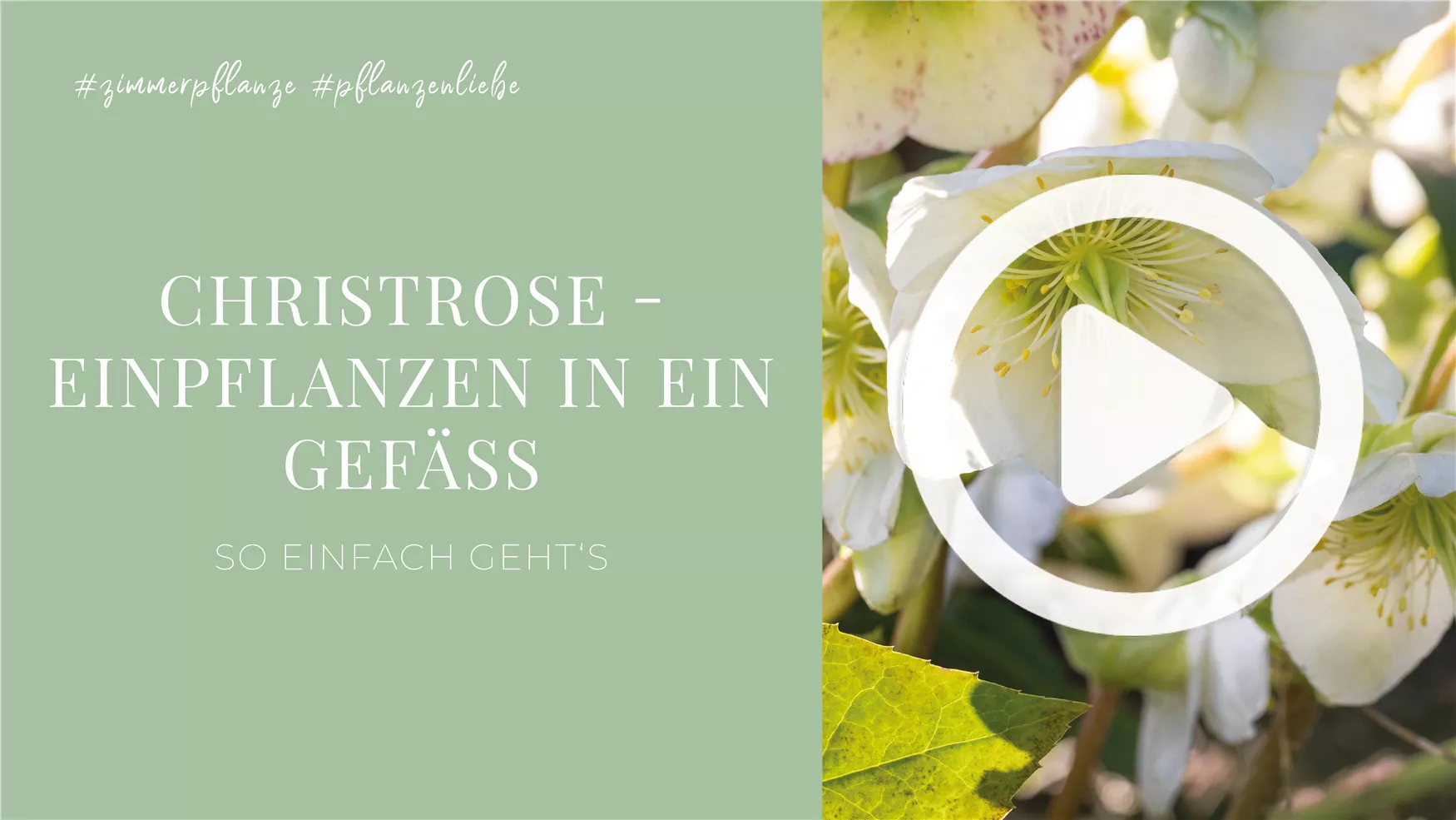 Christrose - Einpflanzen in ein Gefäß