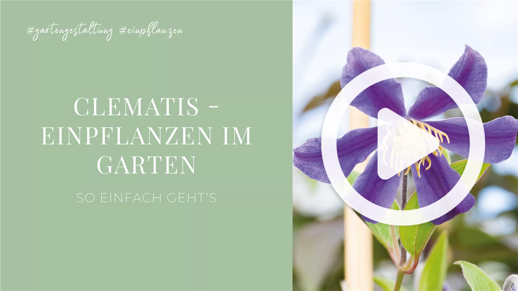 Clematis - Einpflanzen im Garten