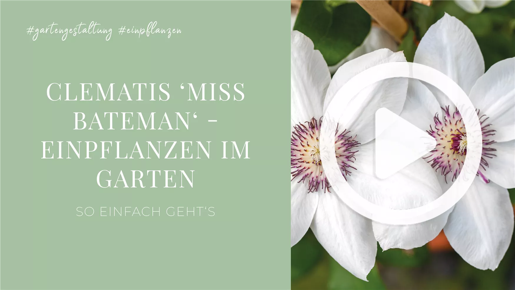 Clematis 'Miss Bateman' - Einpflanzen im Garten