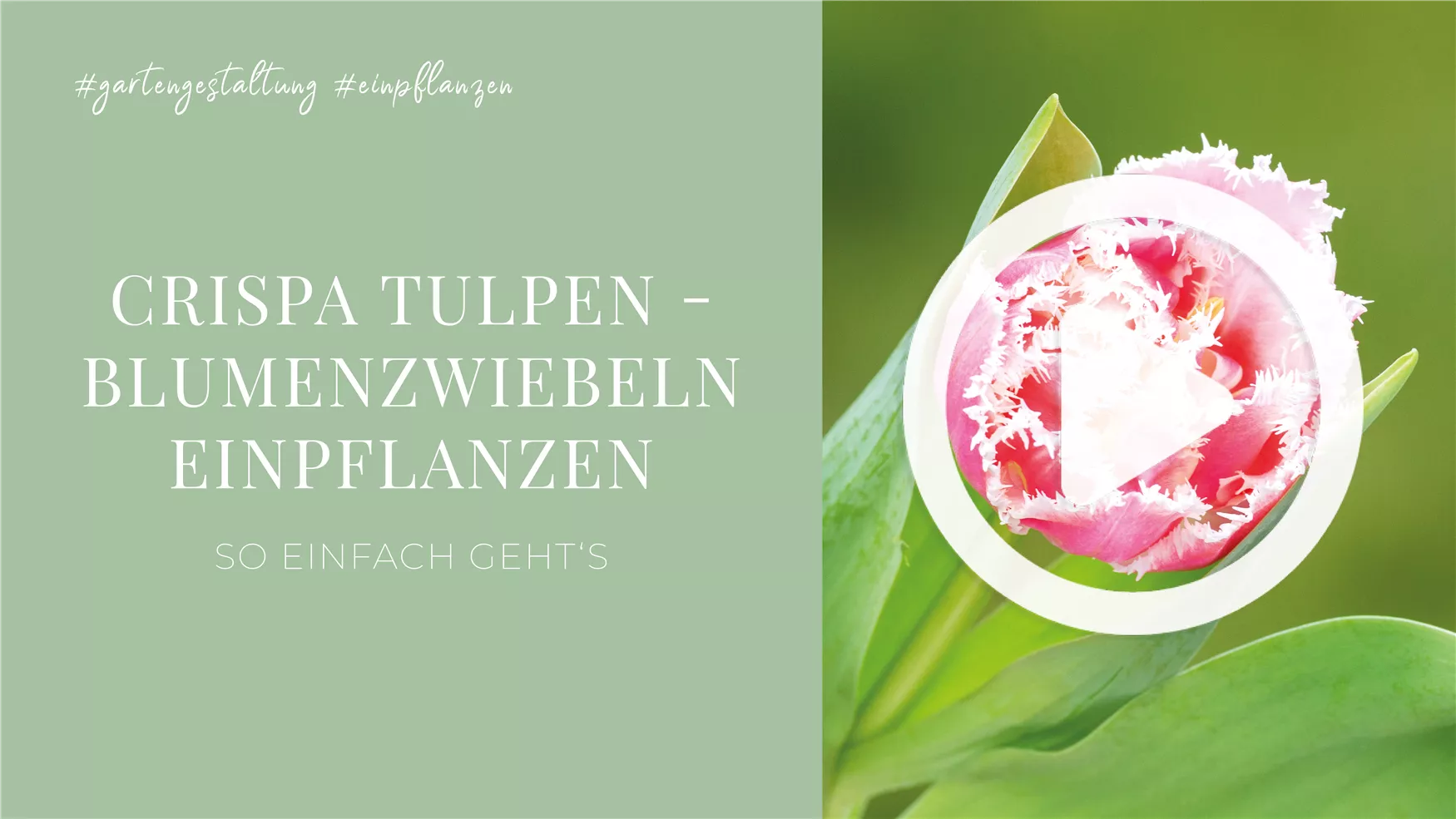 Crispa Tulpen - Blumenzwiebeln einpflanzen