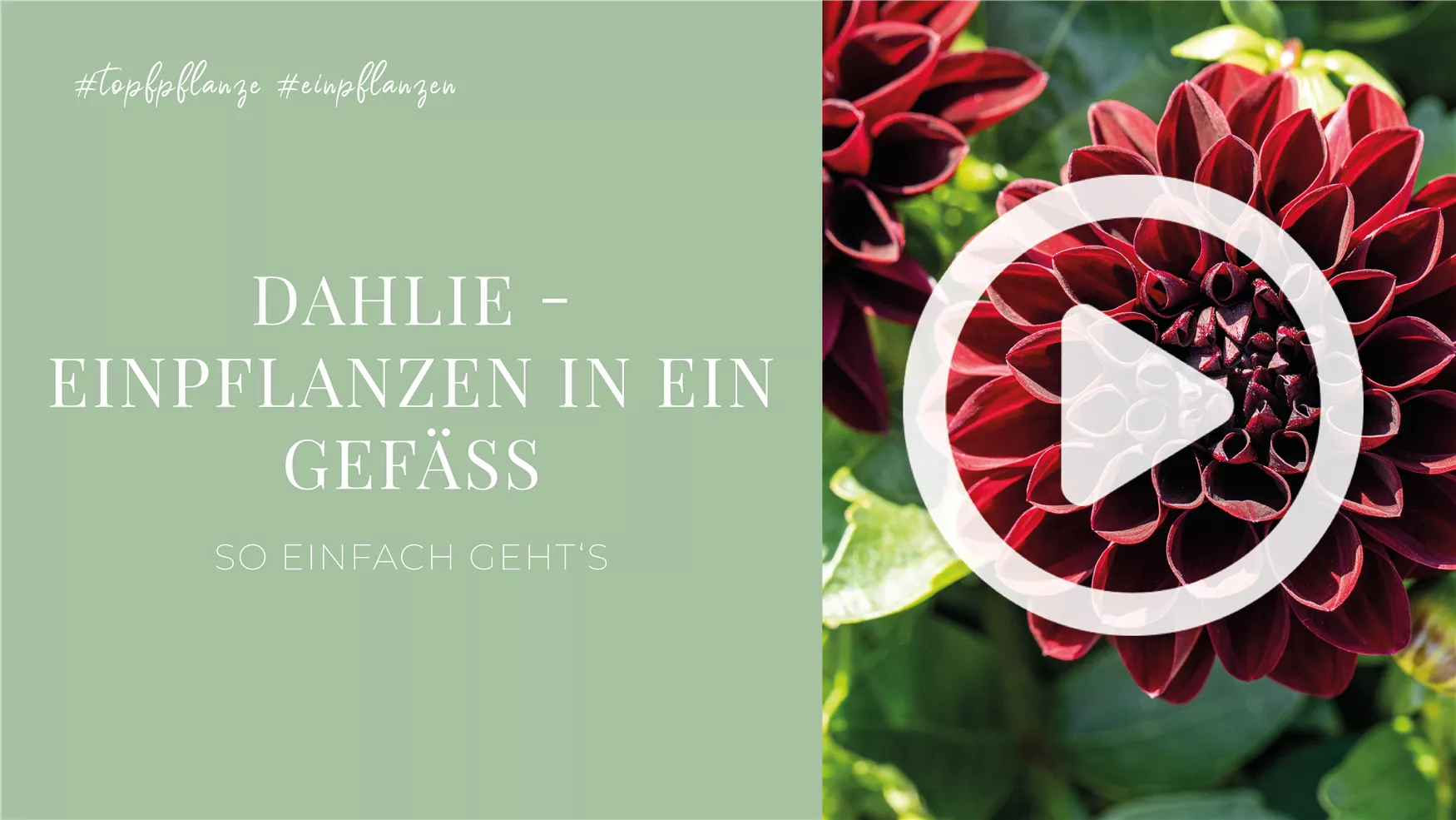 Dahlie - Einpflanzen in ein Gefäß