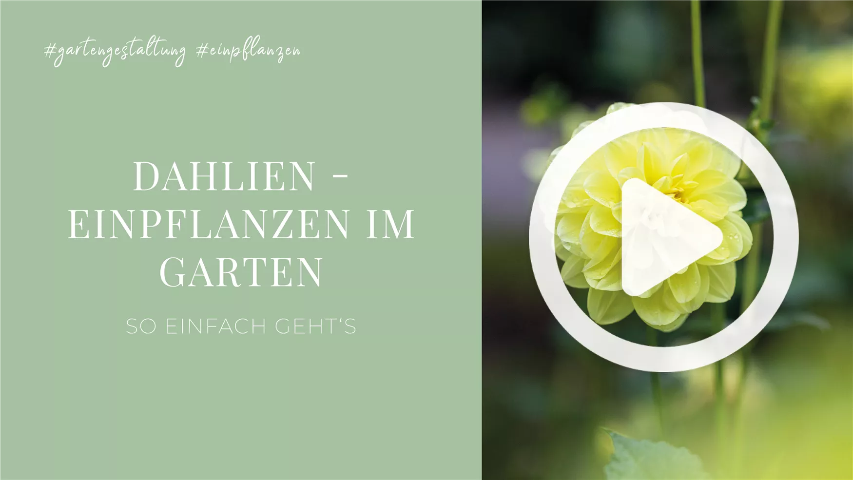 Dahlien - Einpflanzen im Garten