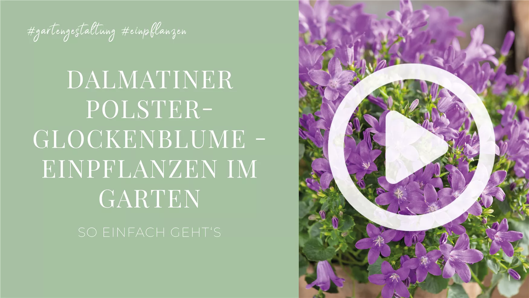 Dalmatiner Polster-Glockenblume - Einpflanzen im Garten