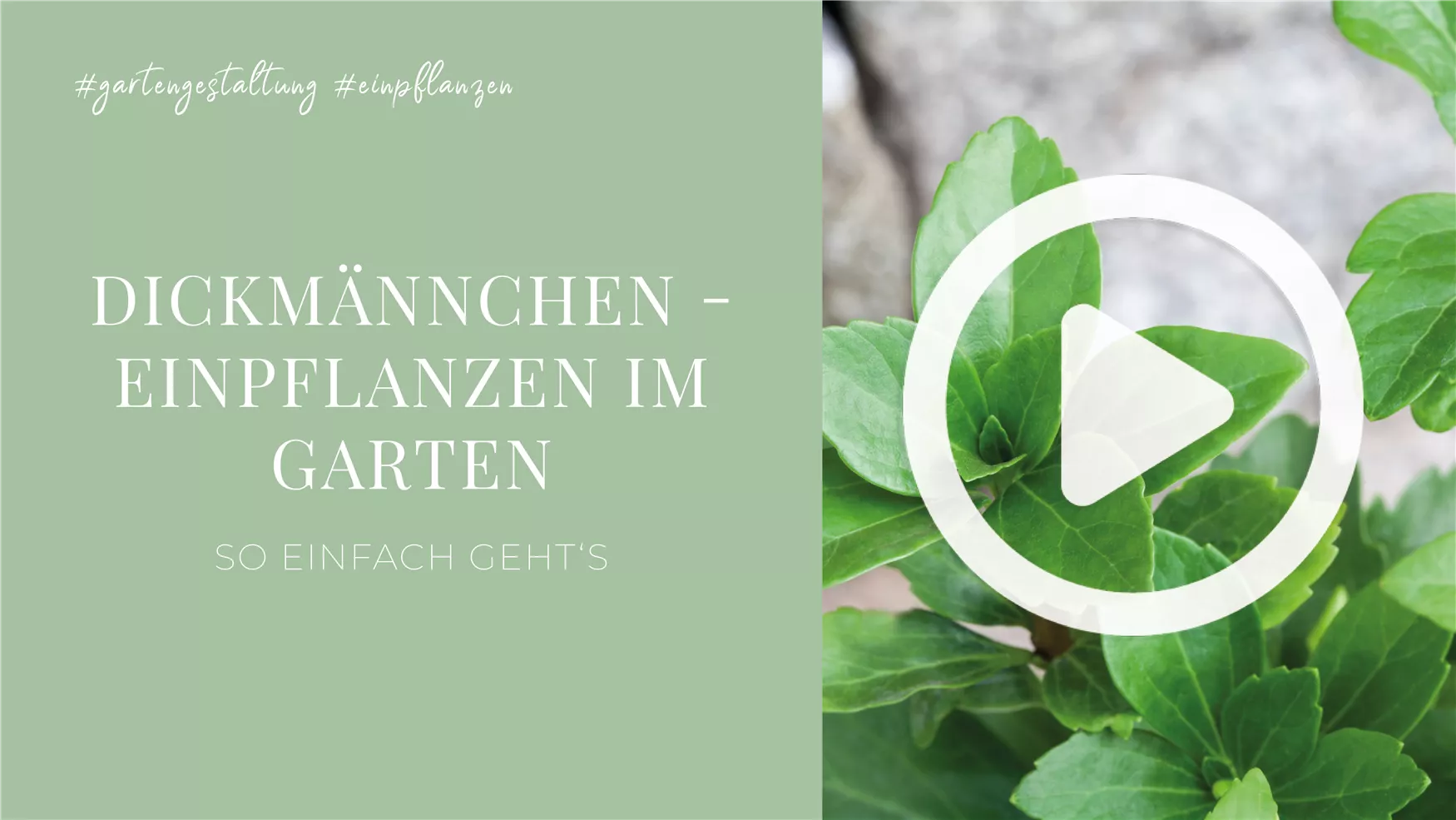 Dickmännchen - Einpflanzen im Garten