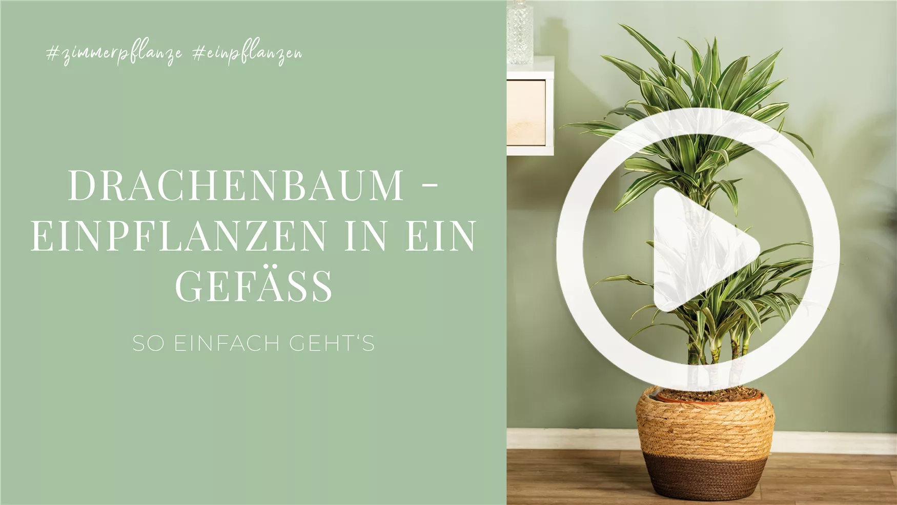 Drachenbaum - Einpflanzen in ein Gefäß