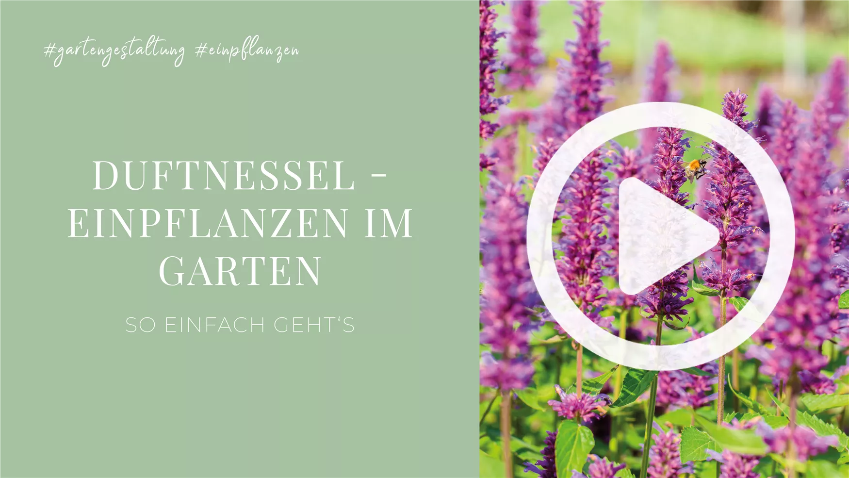 Duftnessel - Einpflanzen im Garten