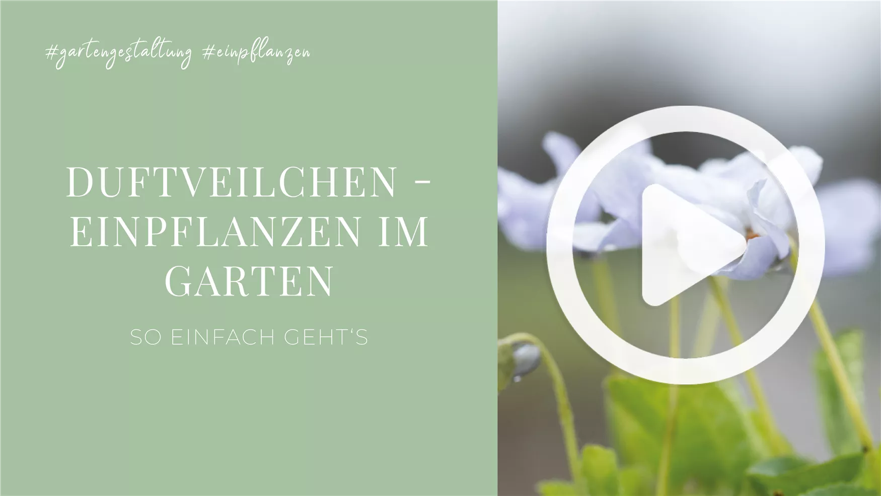 Duftveilchen - Einpflanzen im Garten