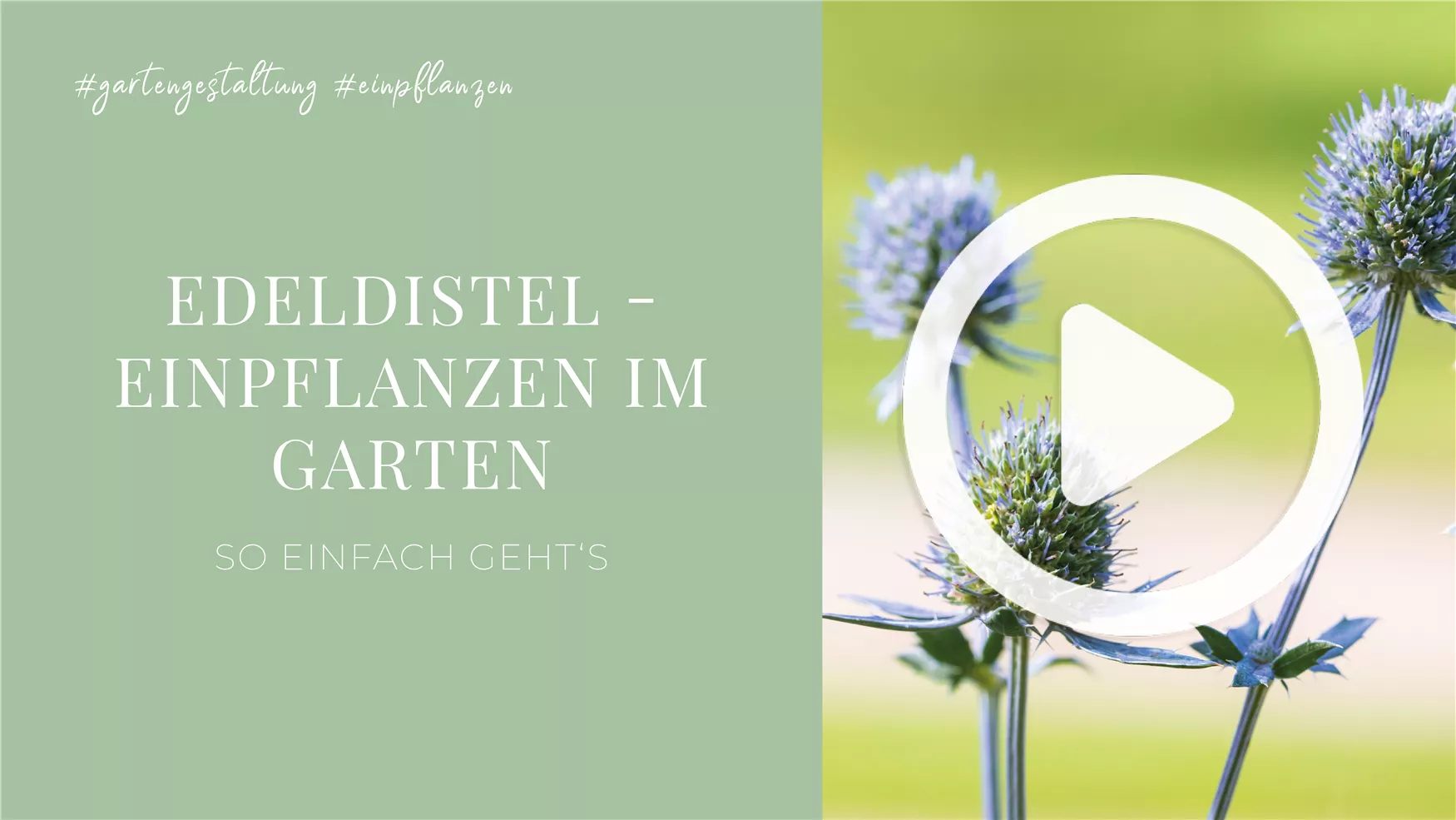 Edeldistel - Einpflanzen im Garten