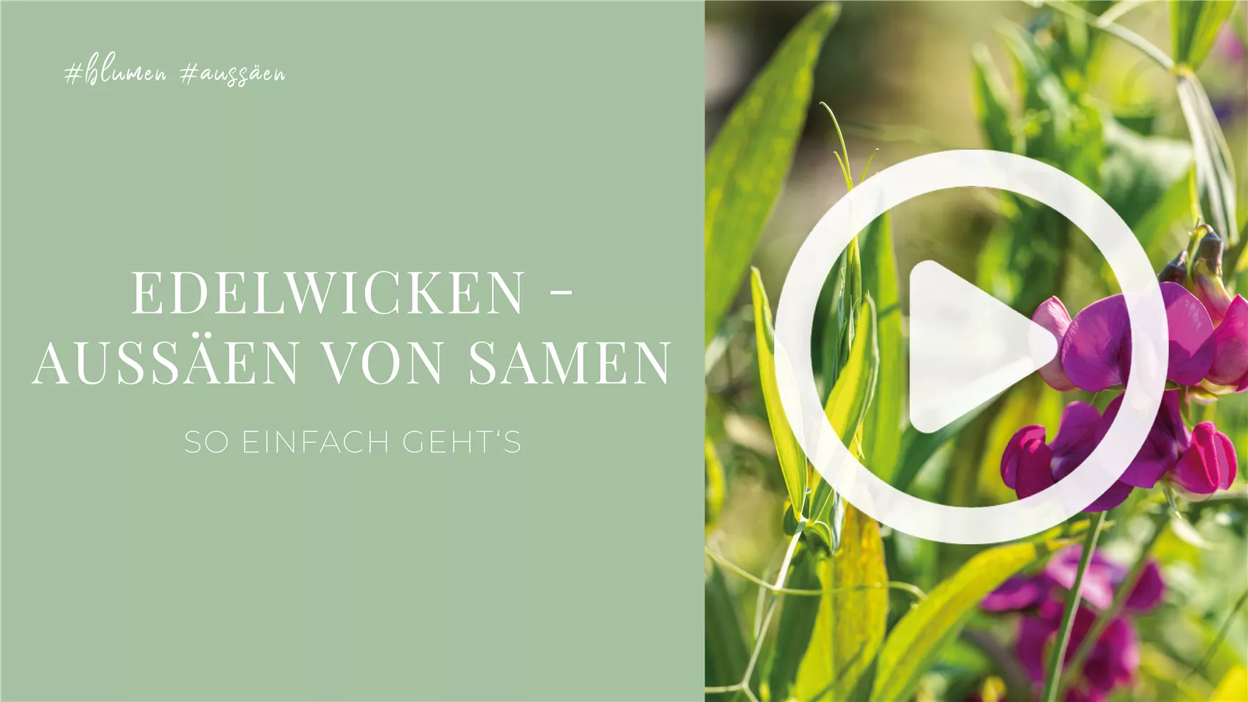 Edelwicken - Aussäen von Samen