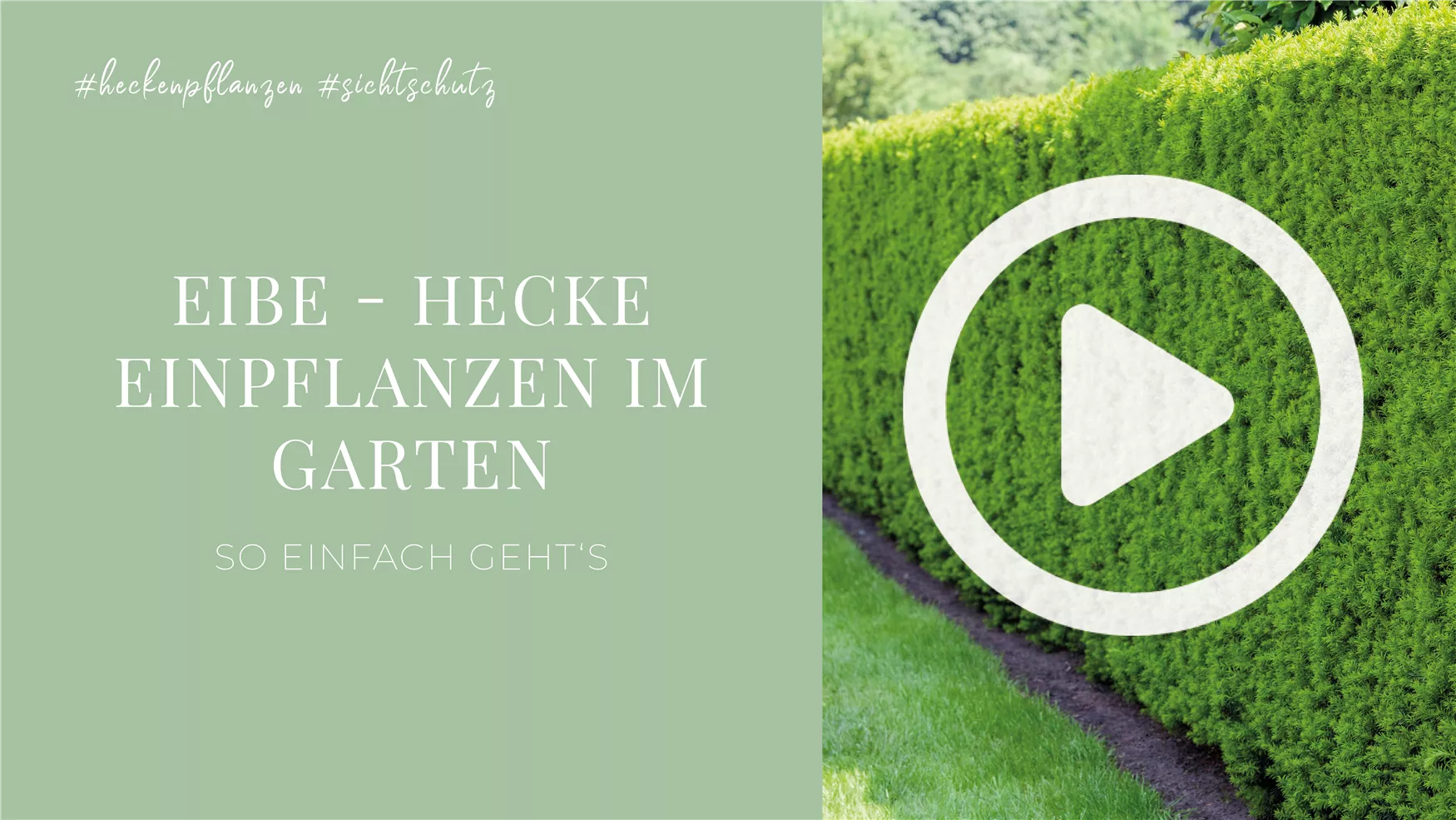 Eibe - Hecke einpflanzen im Garten