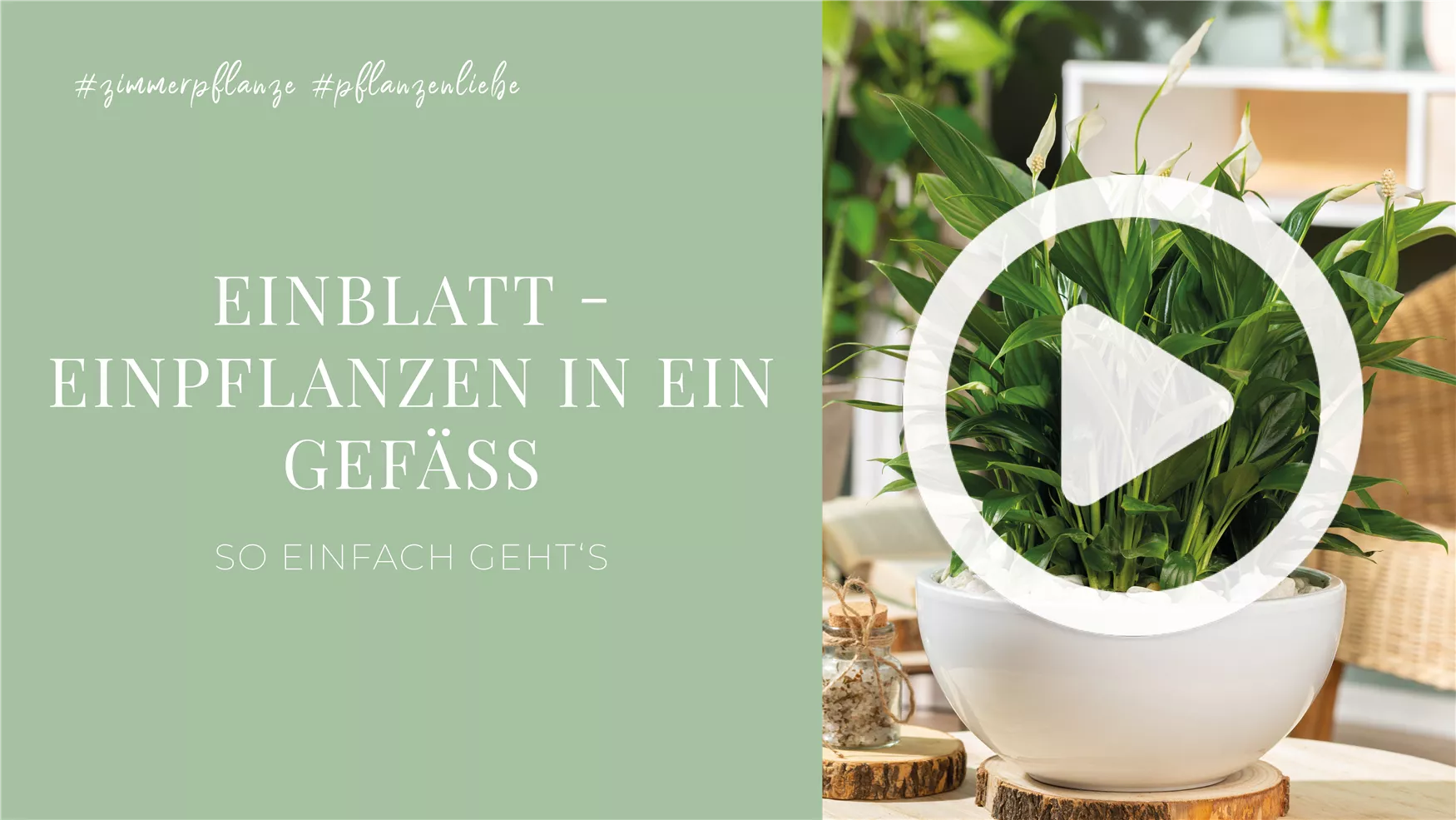 Einblatt - Einpflanzen in ein Gefäß