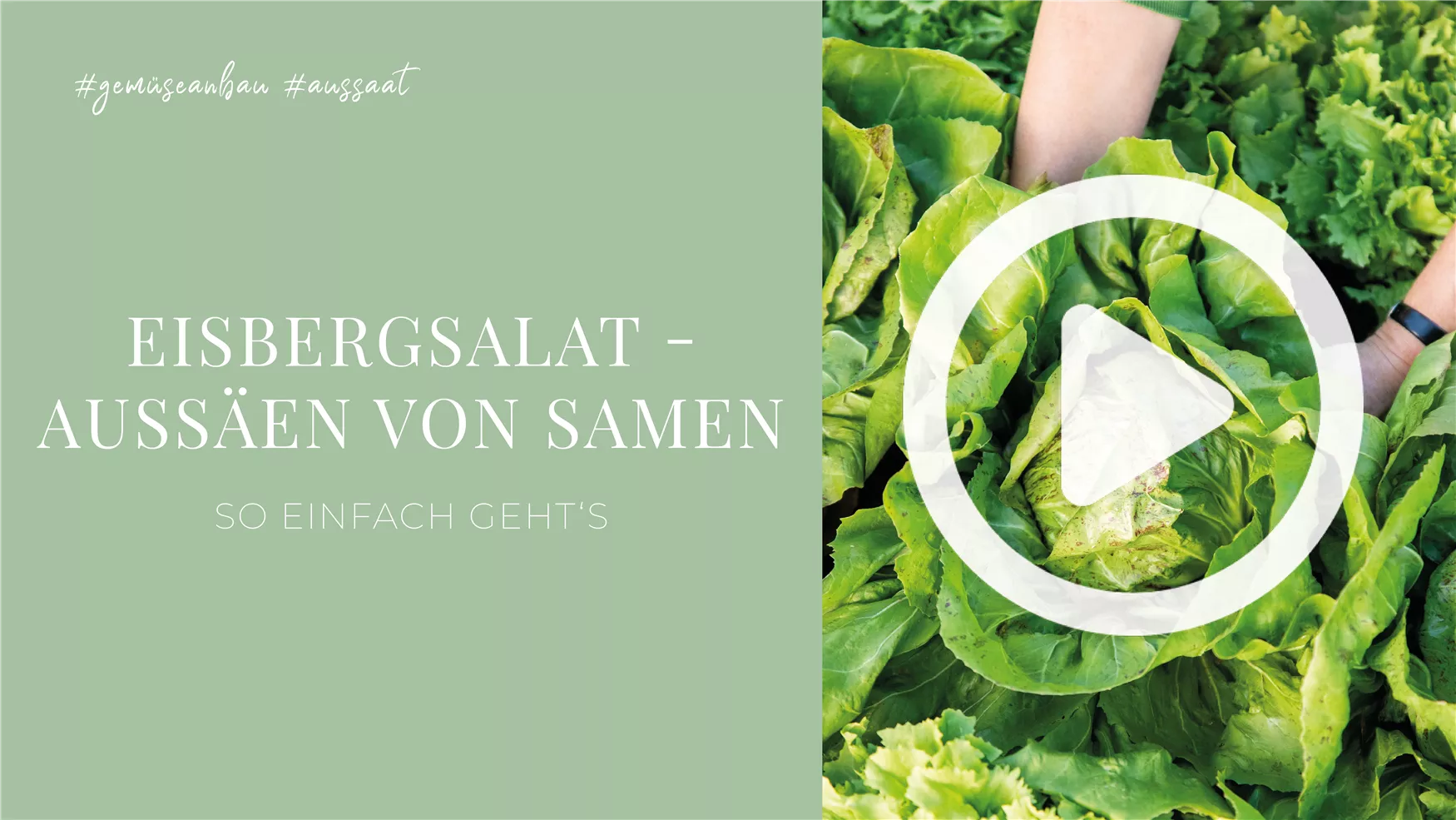 Eisbergsalat - Aussäen von Samen