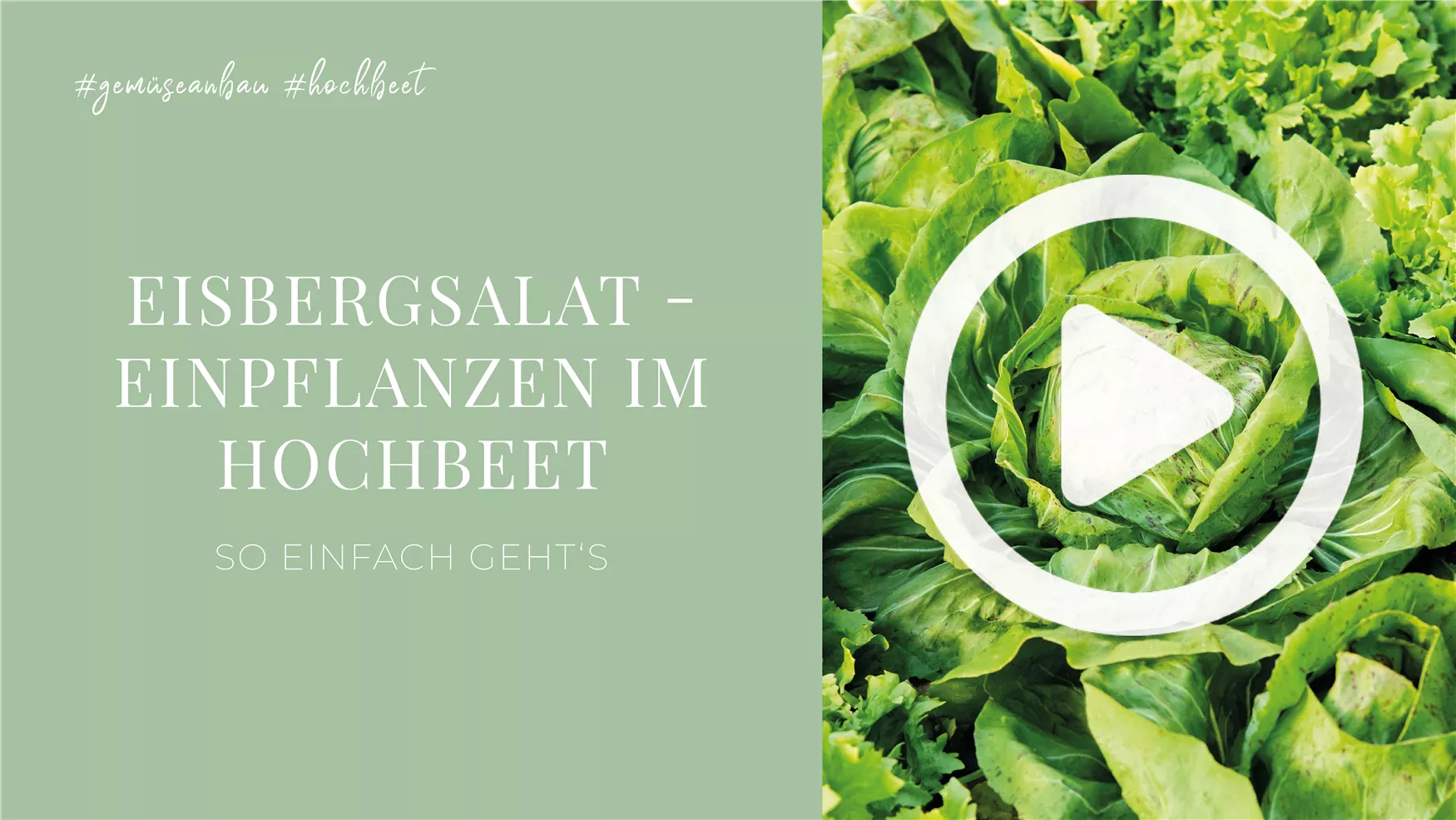 Eisbergsalat - Einpflanzen im Hochbeet