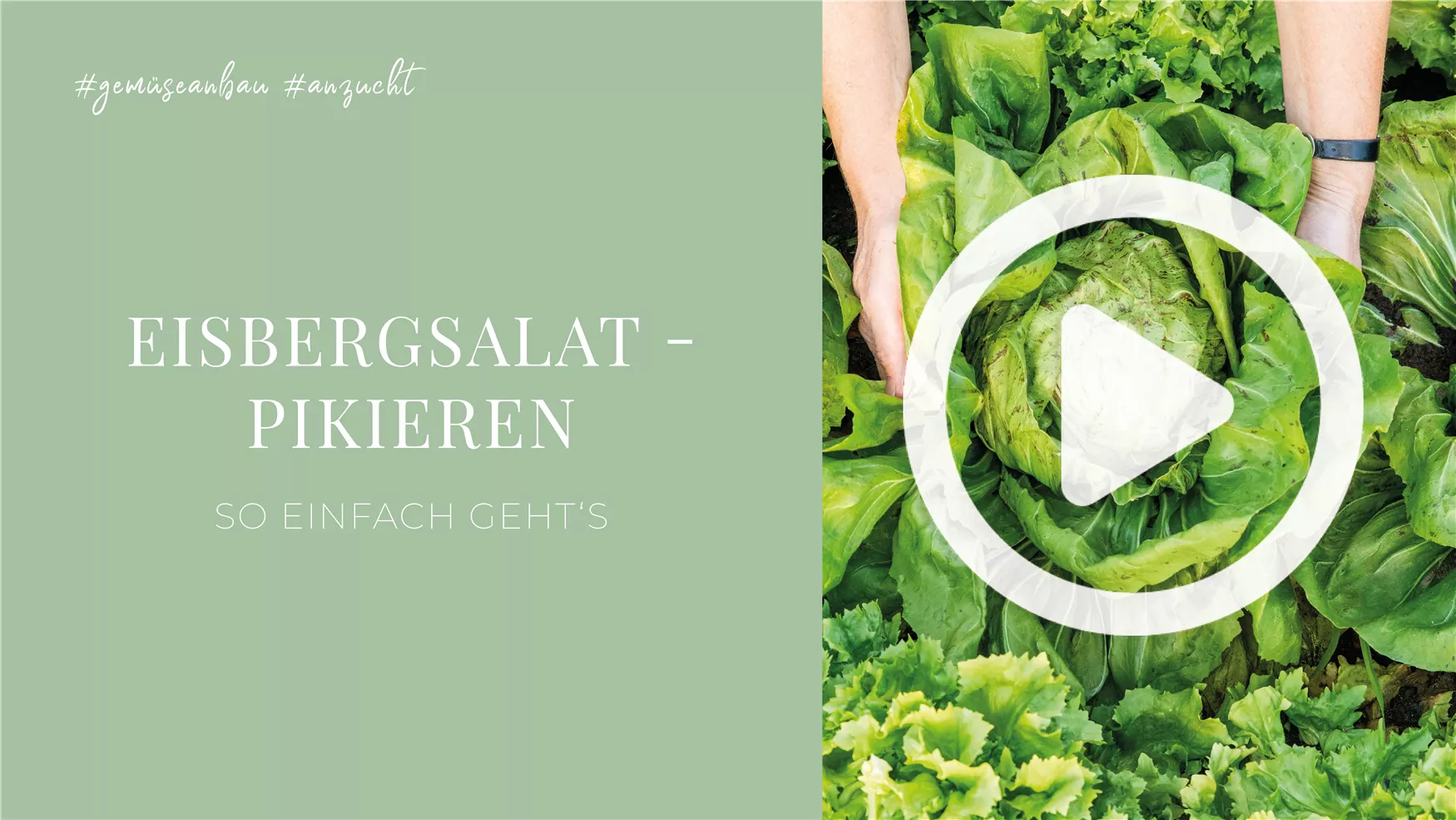 Eisbergsalat - Pikieren