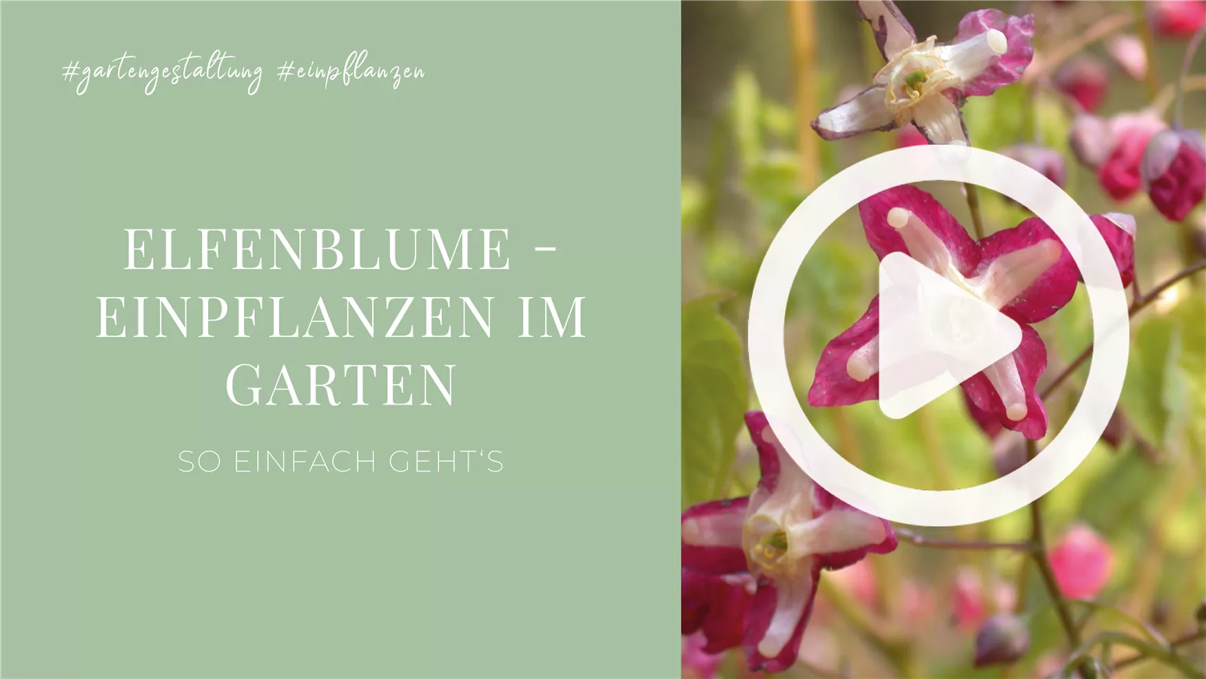 Elfenblume - Einpflanzen im Garten