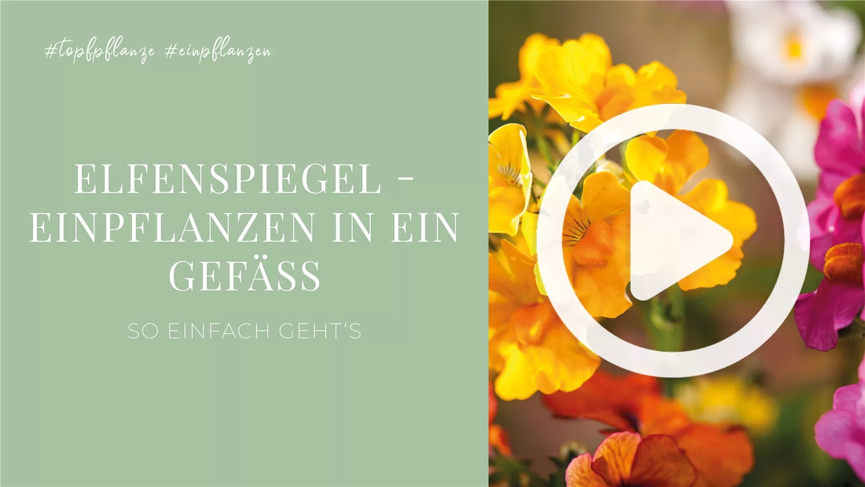 Elfenspiegel - Einpflanzen in ein Gefäß