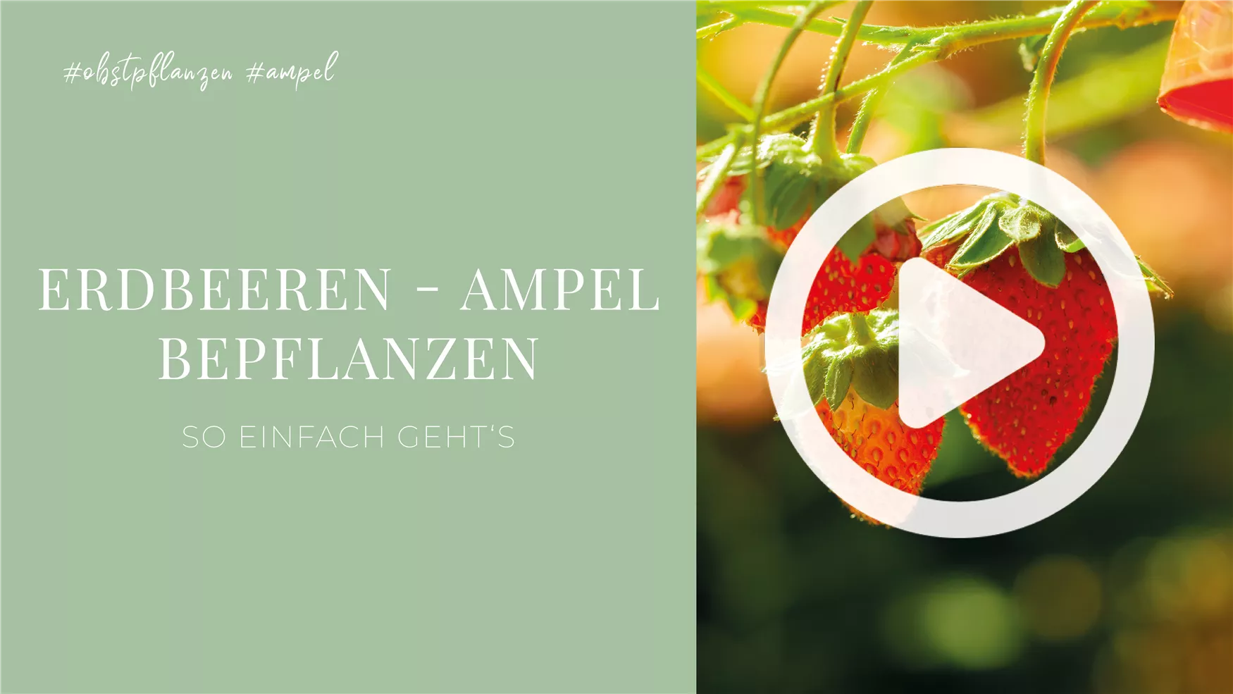 Erdbeeren - Ampel Bepflanzen