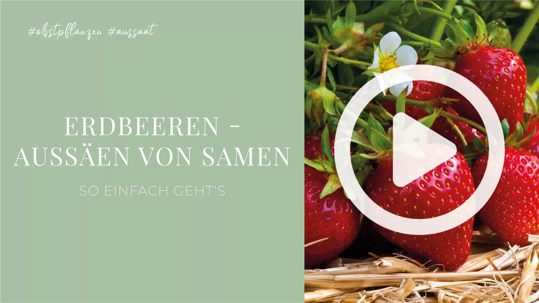 Erdbeeren - Aussäen von Samen