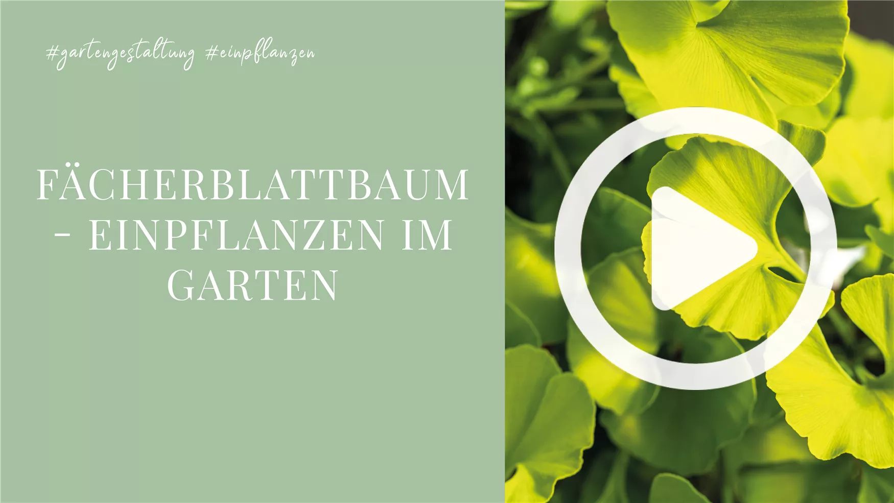 Fächerblattbaum - Einpflanzen im Garten