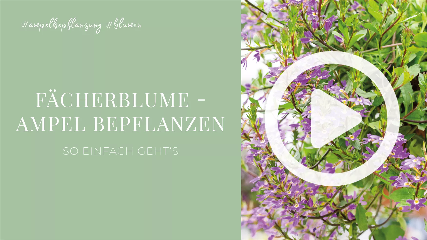 Fächerblume - Ampel Bepflanzen