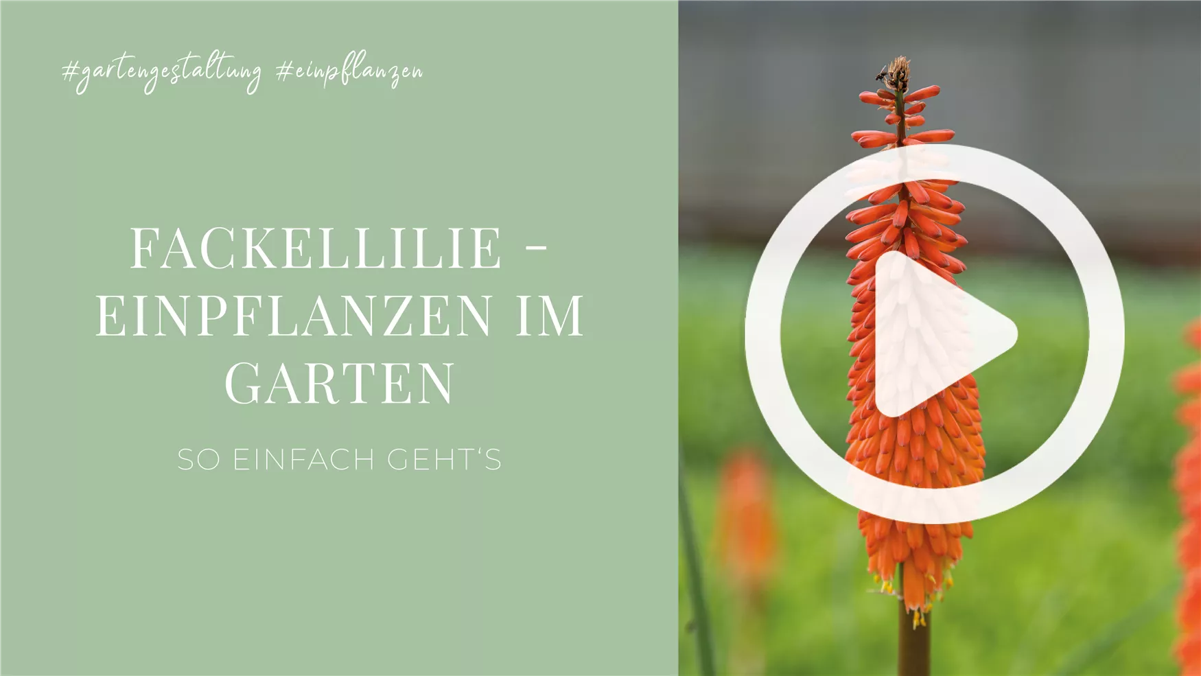 Fackellilie - Einpflanzen im Garten