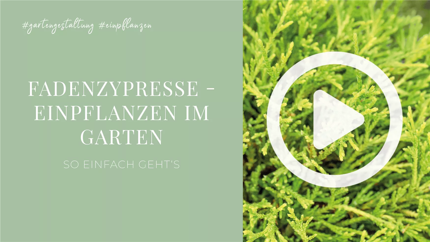 Fadenzypresse - Einpflanzen im Garten