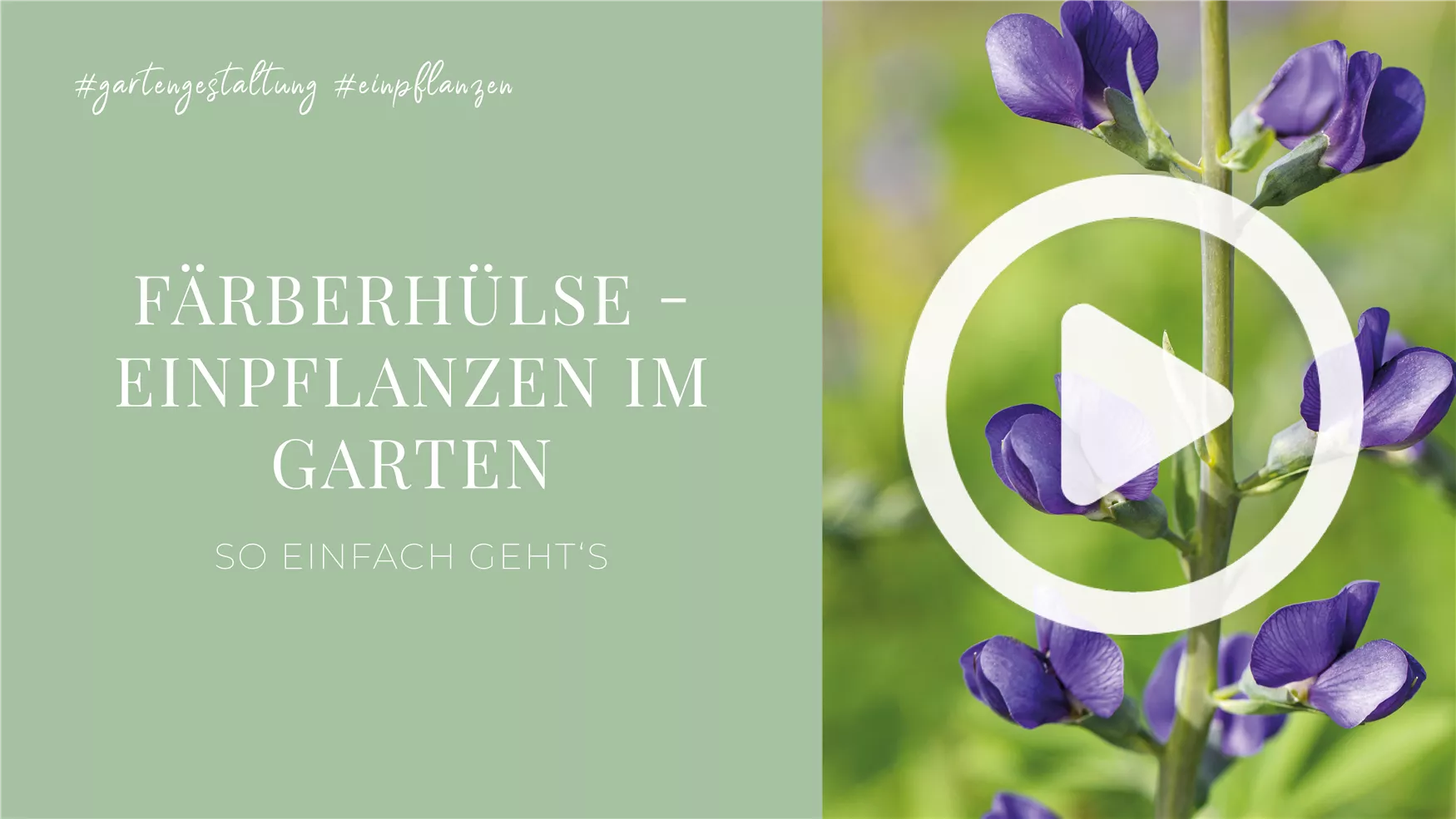 Färberhülse - Einpflanzen im Garten