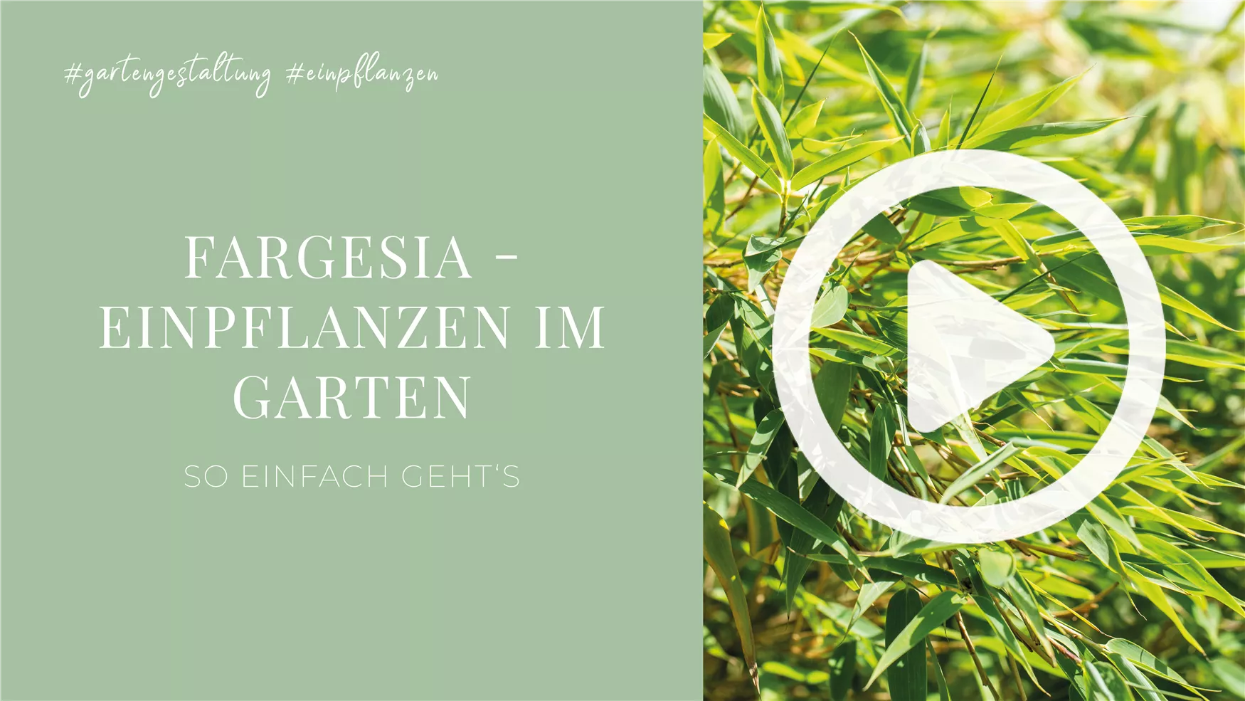 Fargesia - Einpflanzen im Garten