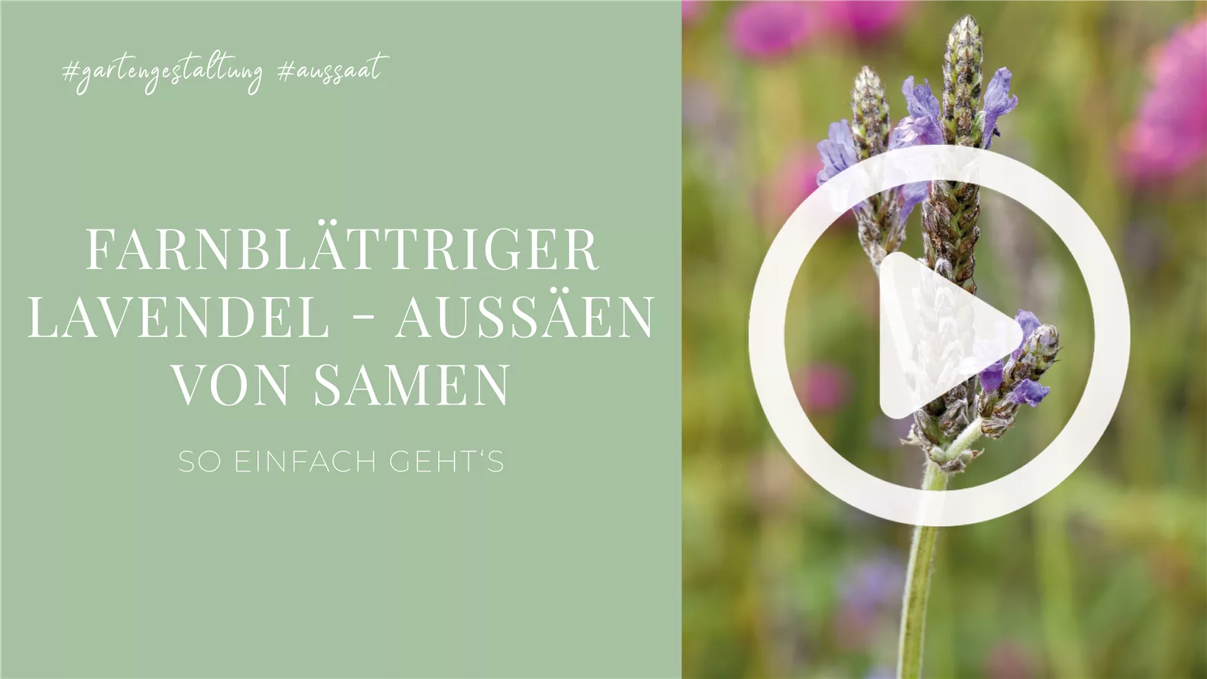 Farnblättriger Lavendel - Aussäen von Samen