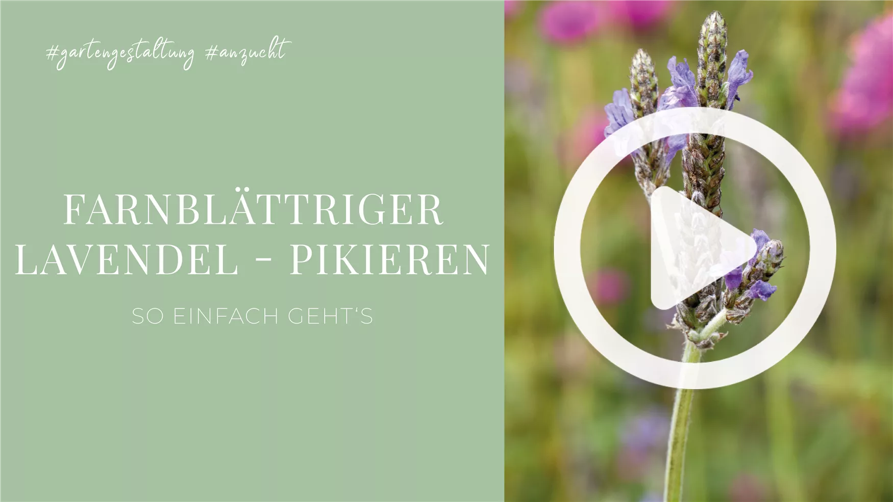 Farnblättriger Lavendel - Pikieren