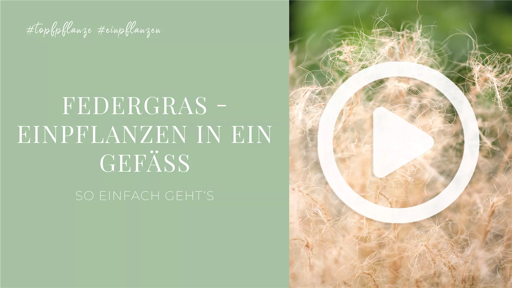 Federgras - Einpflanzen in ein Gefäß