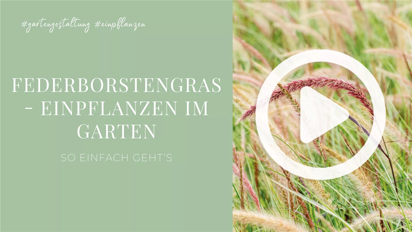 Federborstengras - Einpflanzen im Garten