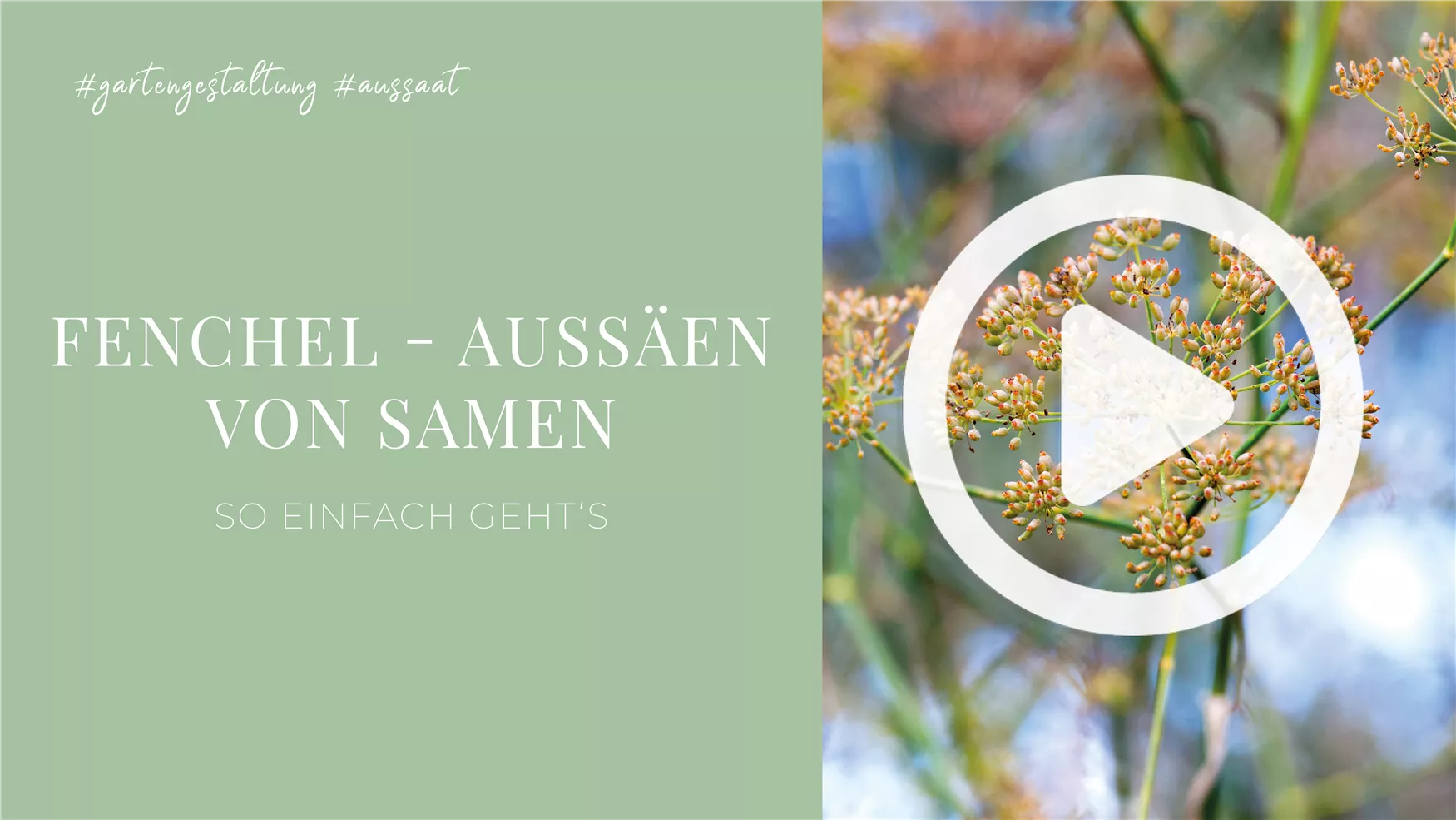 Fenchel - Aussäen von Samen