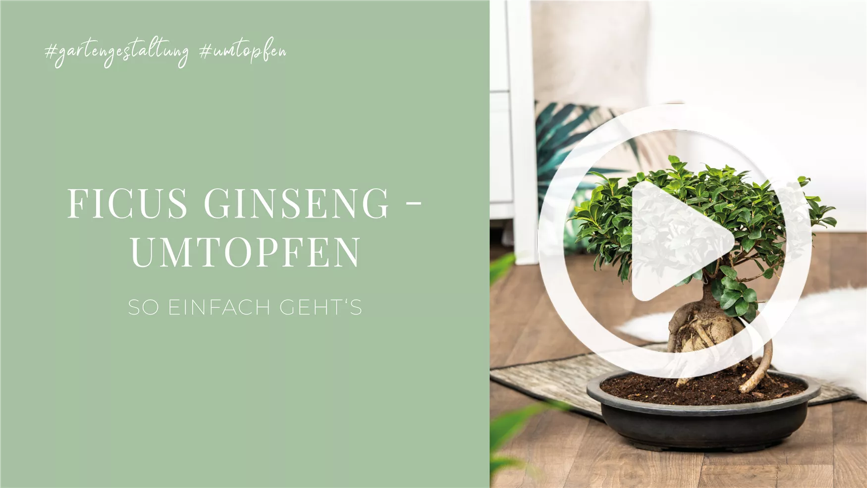 Ficus Ginseng - Umtopfen