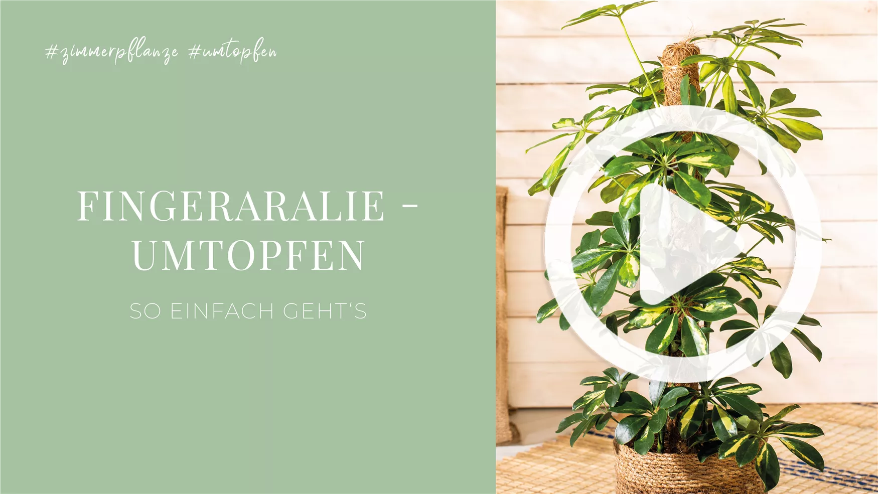 Fingeraralie - Umtopfen