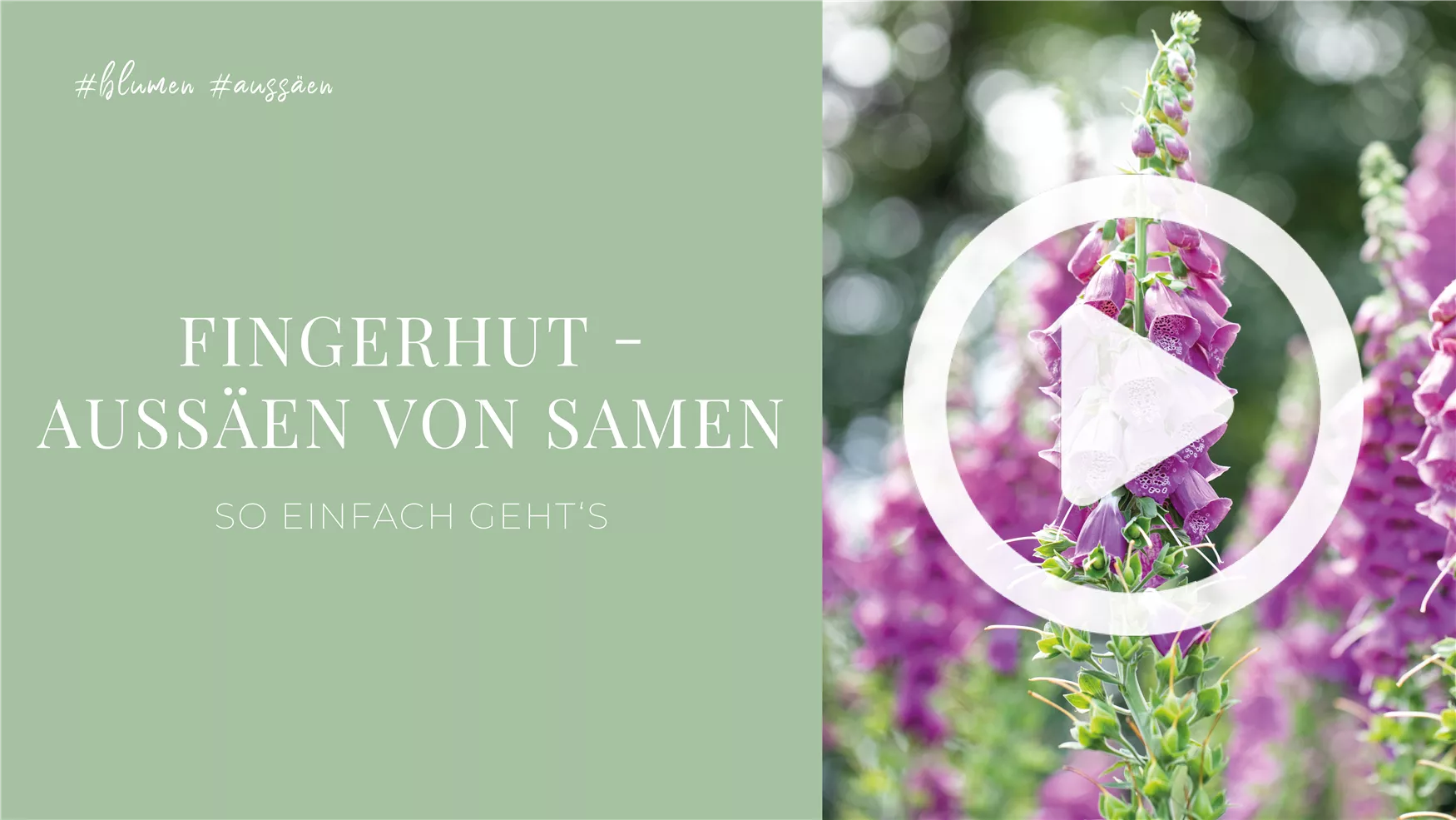 Fingerhut - Aussäen von Samen