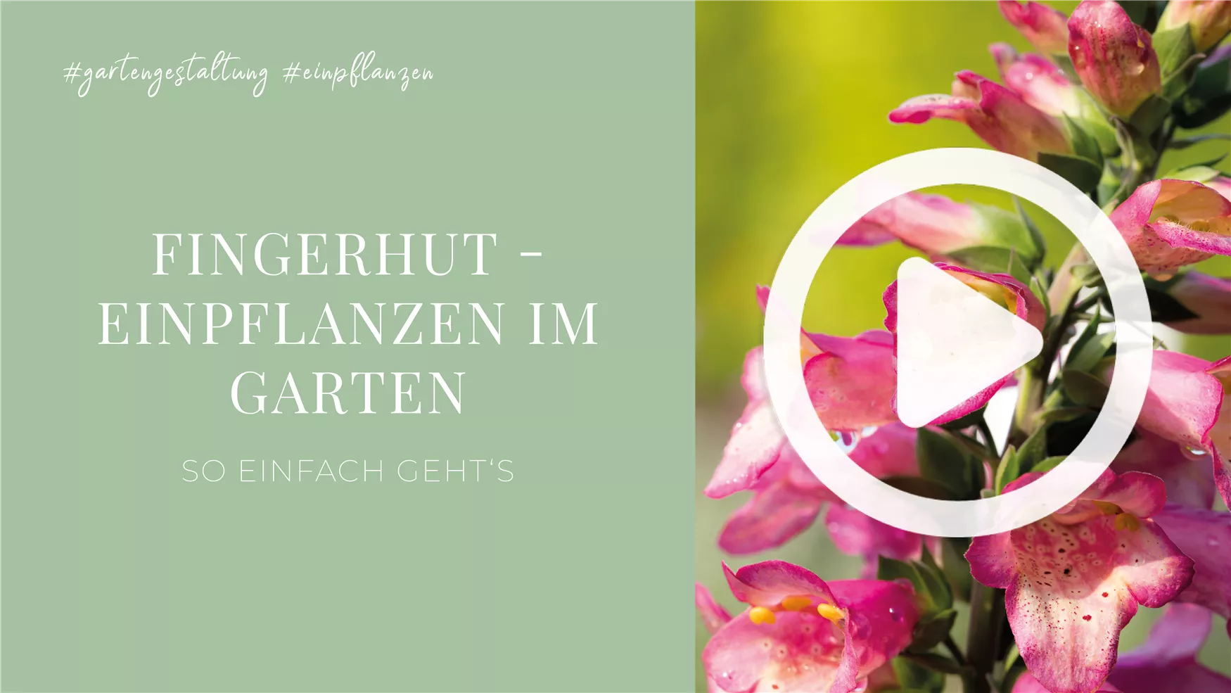 Fingerhut - Einpflanzen im Garten