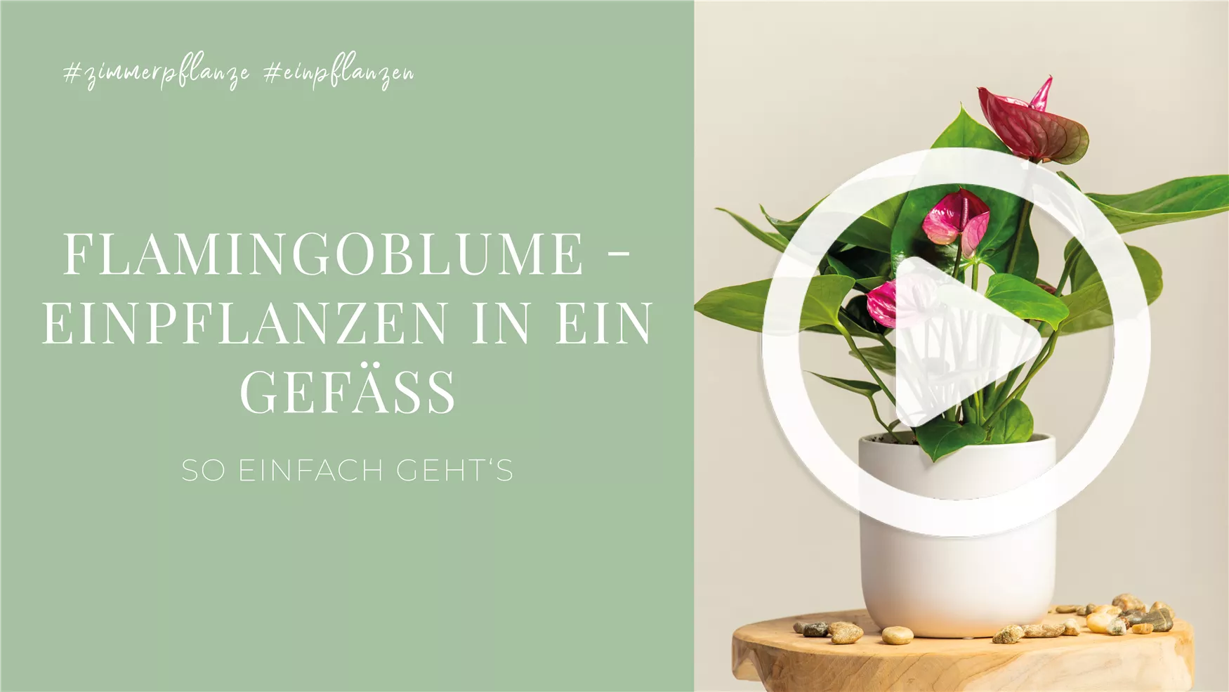 Flamingoblume - Einpflanzen in ein Gefäß